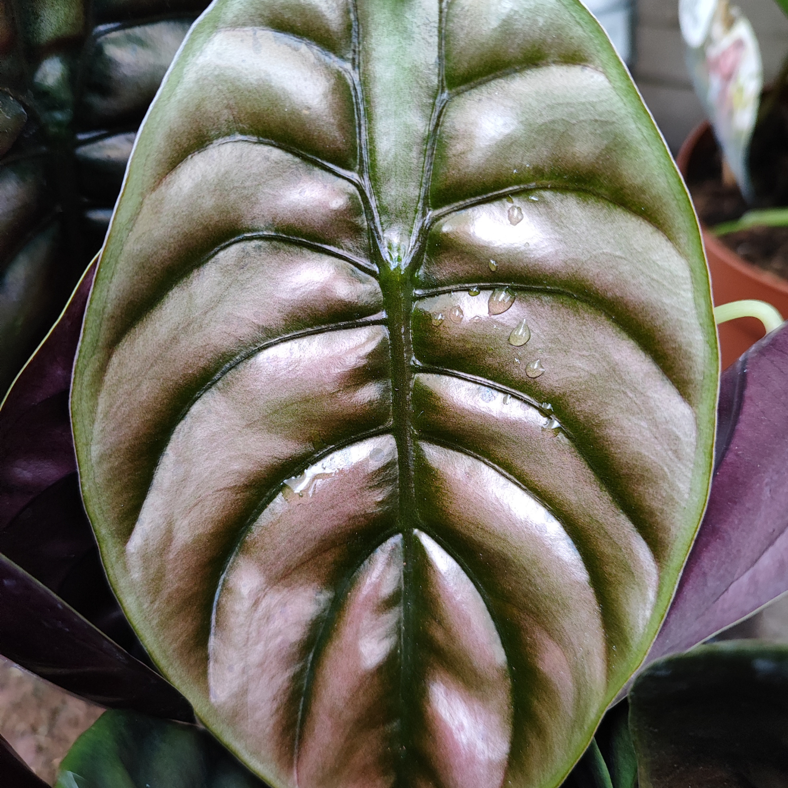 ALOCASIA 'RED SECRET'