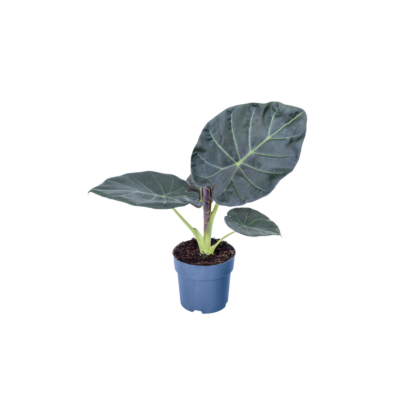 ALOCASIA 'REGAL SHIELDS' Alokazja