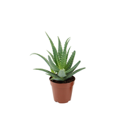 ALOE ARBORESCENS Aloes Drzewiasty