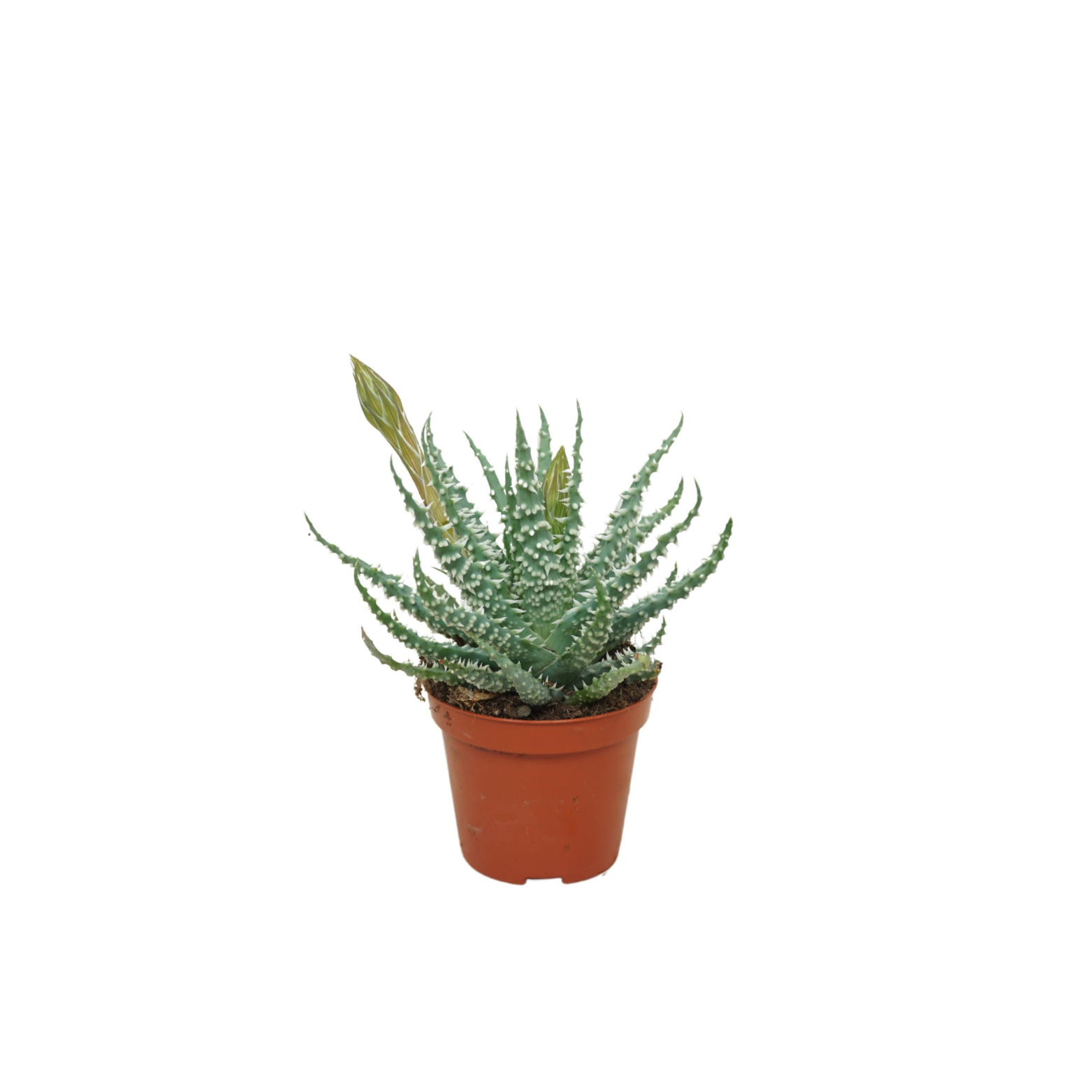 ALOE HUMILIS Aloes Niski