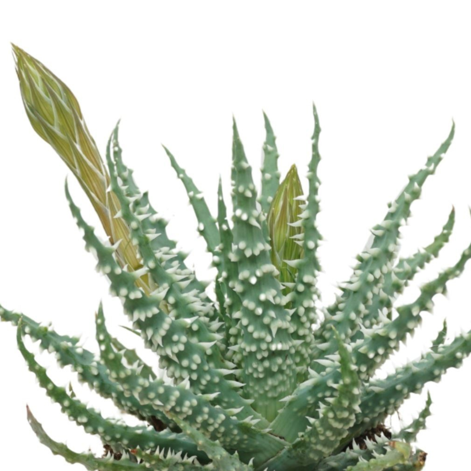 ALOE HUMILIS Aloes Niski