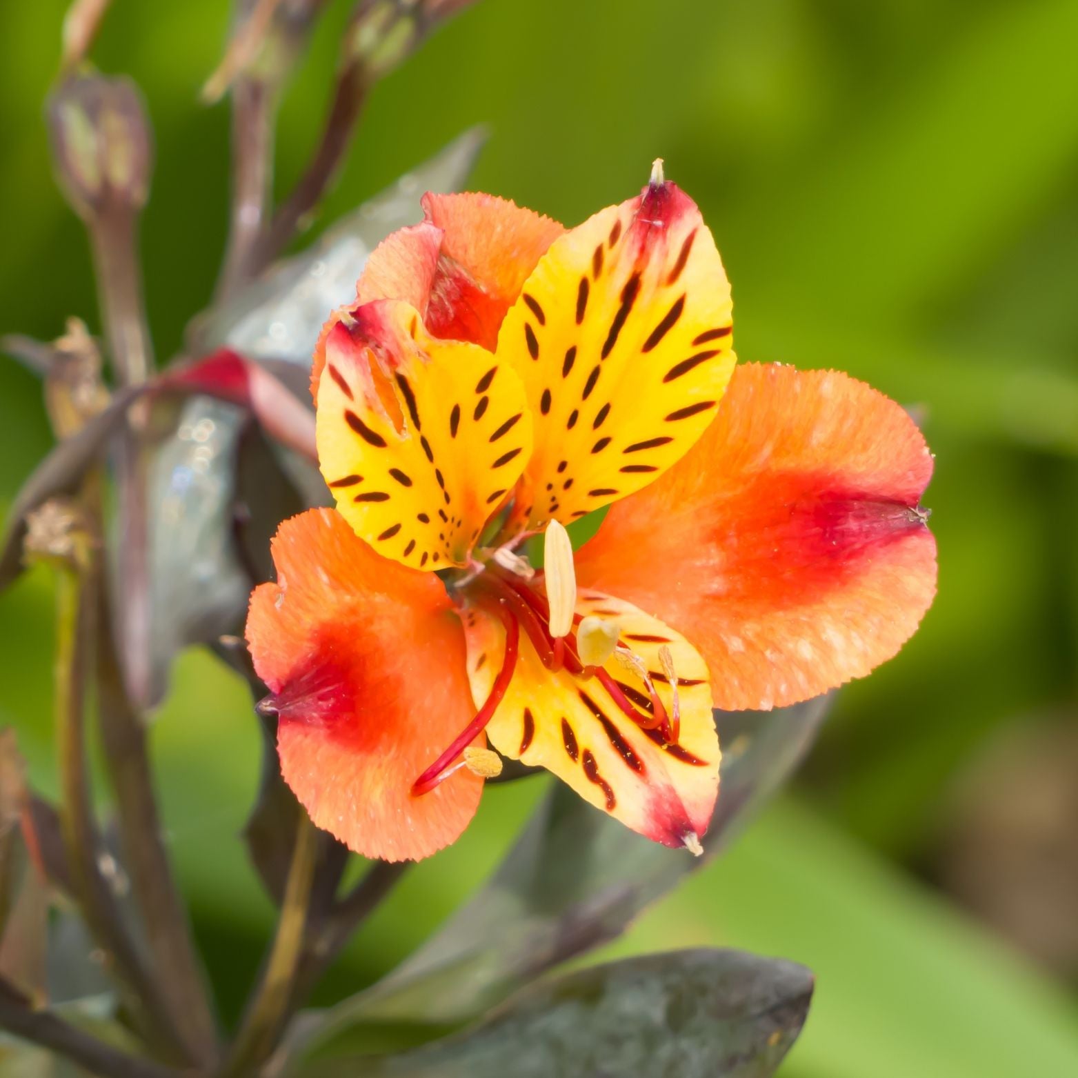 ALSTROEMARIA 'Summer Breeze Tessumbre' Alstremeria