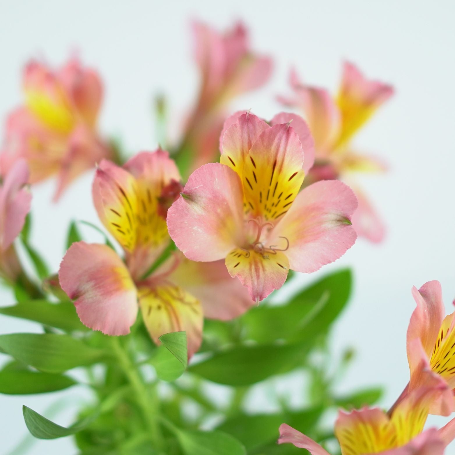 ALSTROEMERIA 'Salmon' Alstremeria