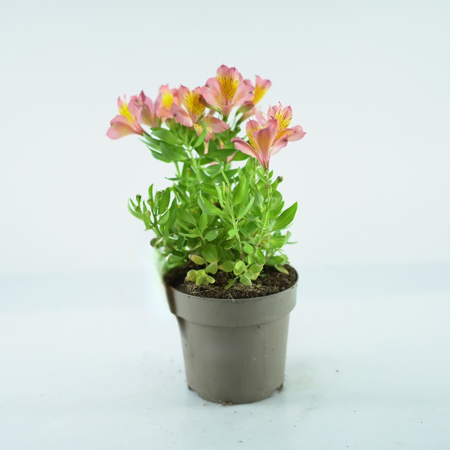 ALSTROEMERIA 'Salmon' Alstremeria