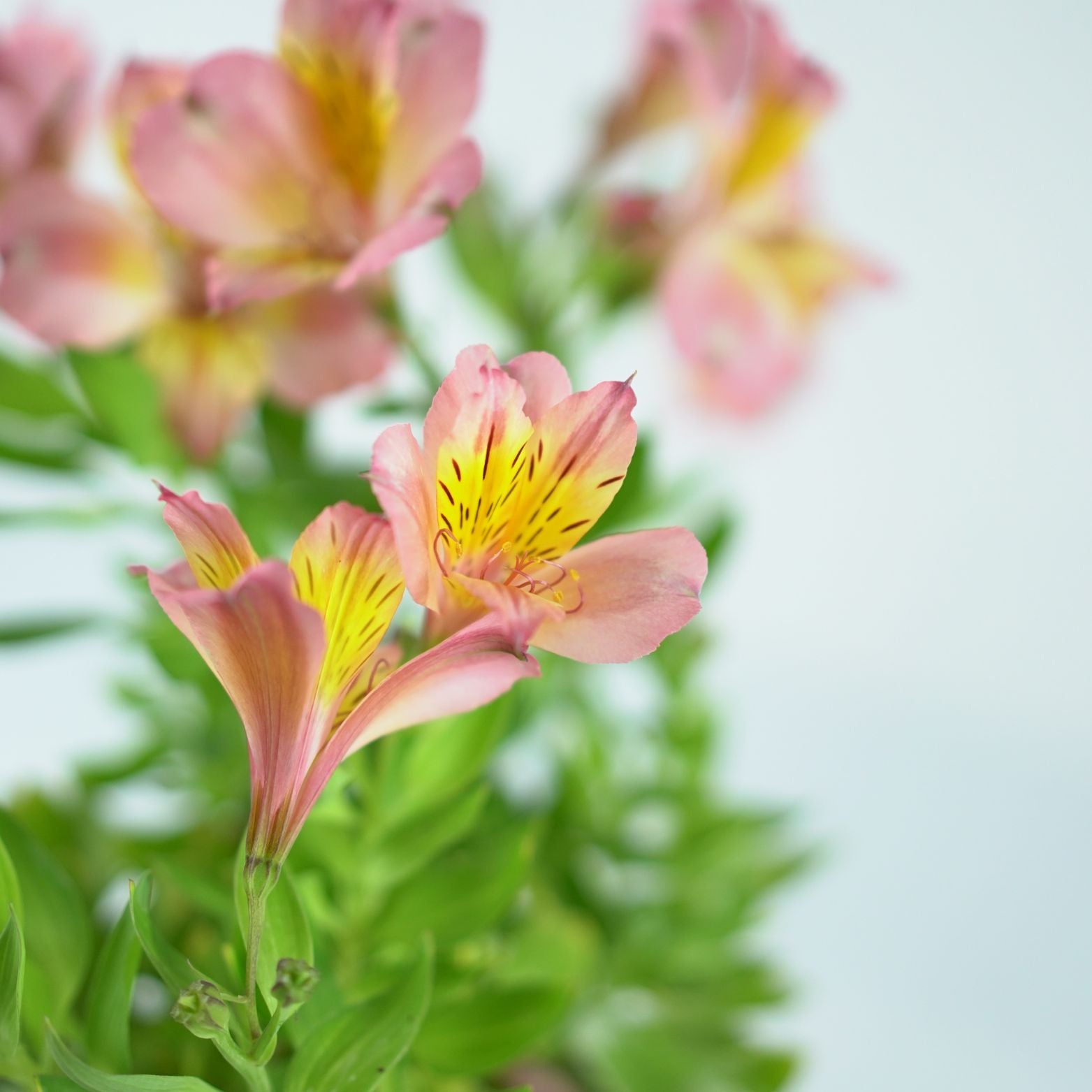 ALSTROEMERIA 'Salmon' Alstremeria
