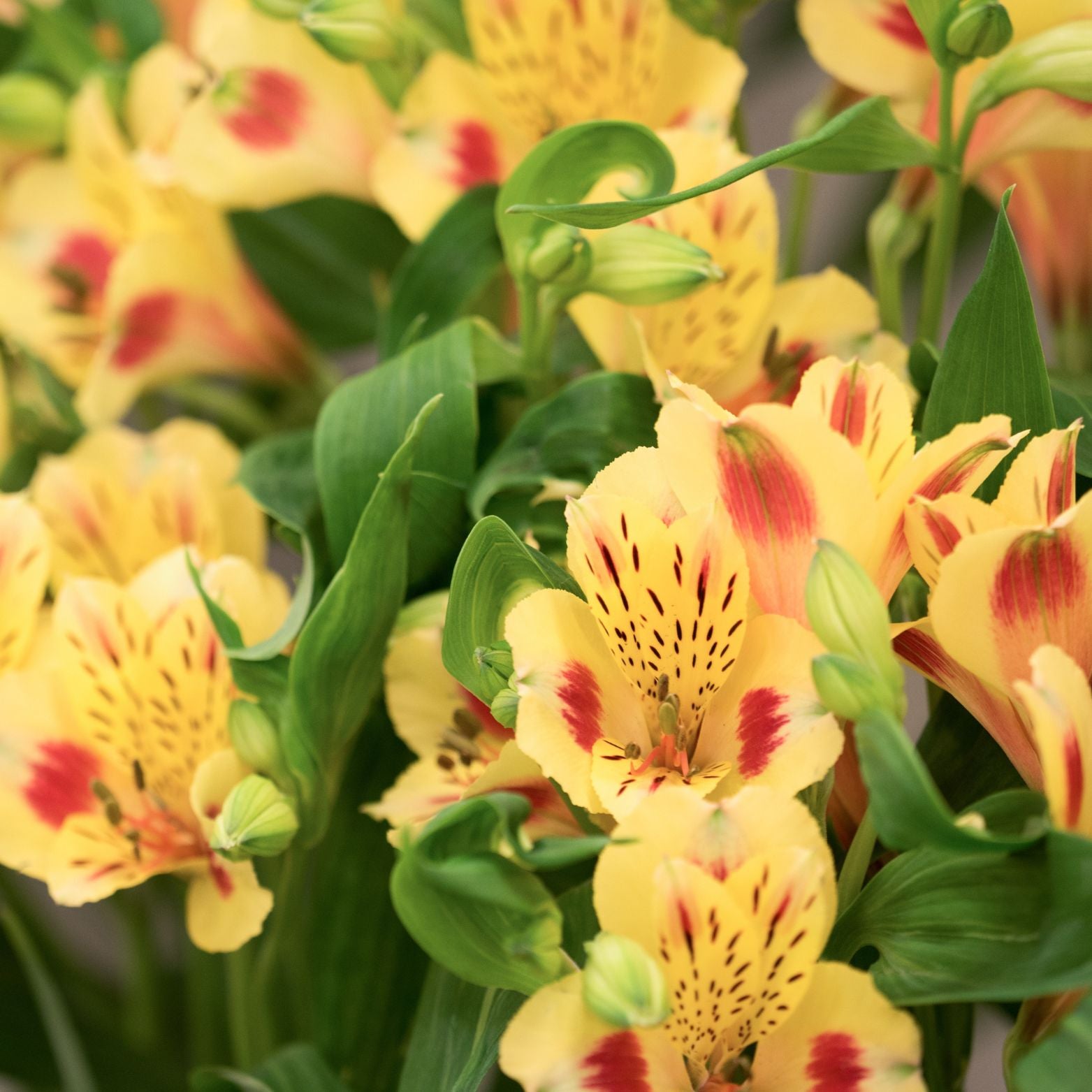 ALSTROEMERIA 'Spring Valley Tesvalspring' Alstremeria