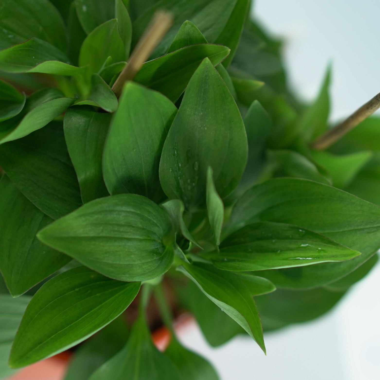 ALSTROEMERIA 'Valley Girl Tesvalgirl' Alstremeria