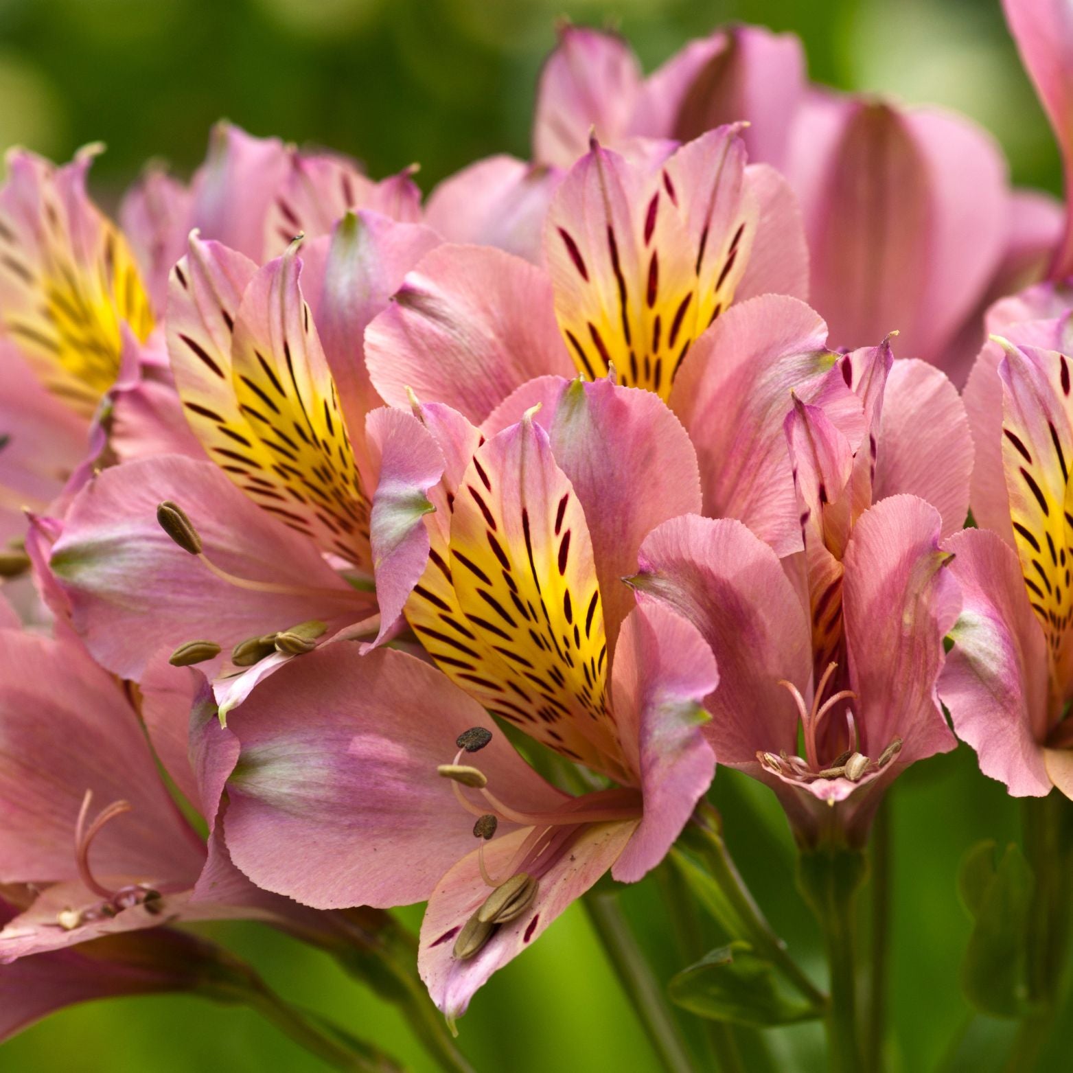 ALSTROEMERIA 'Valley Girl Tesvalgirl' Alstremeria