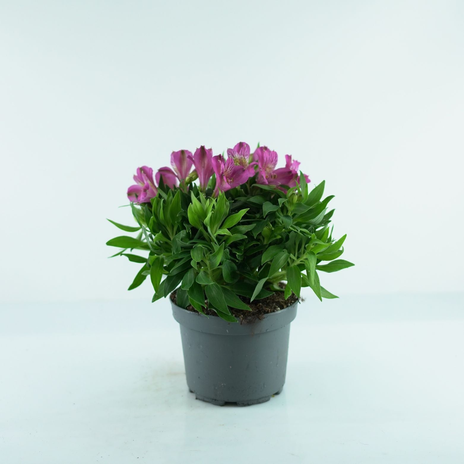 ALSTROEMERIA Lilia Inków