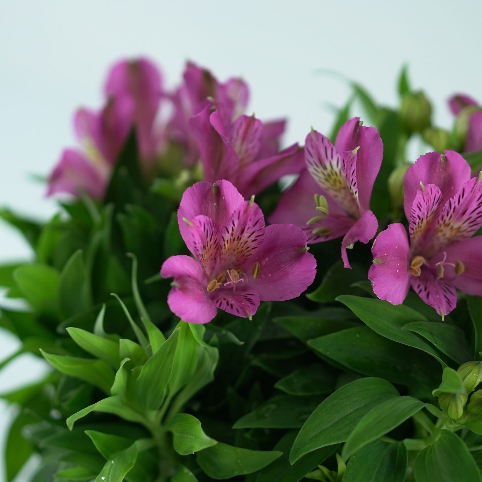 ALSTROEMERIA Lilia Inków