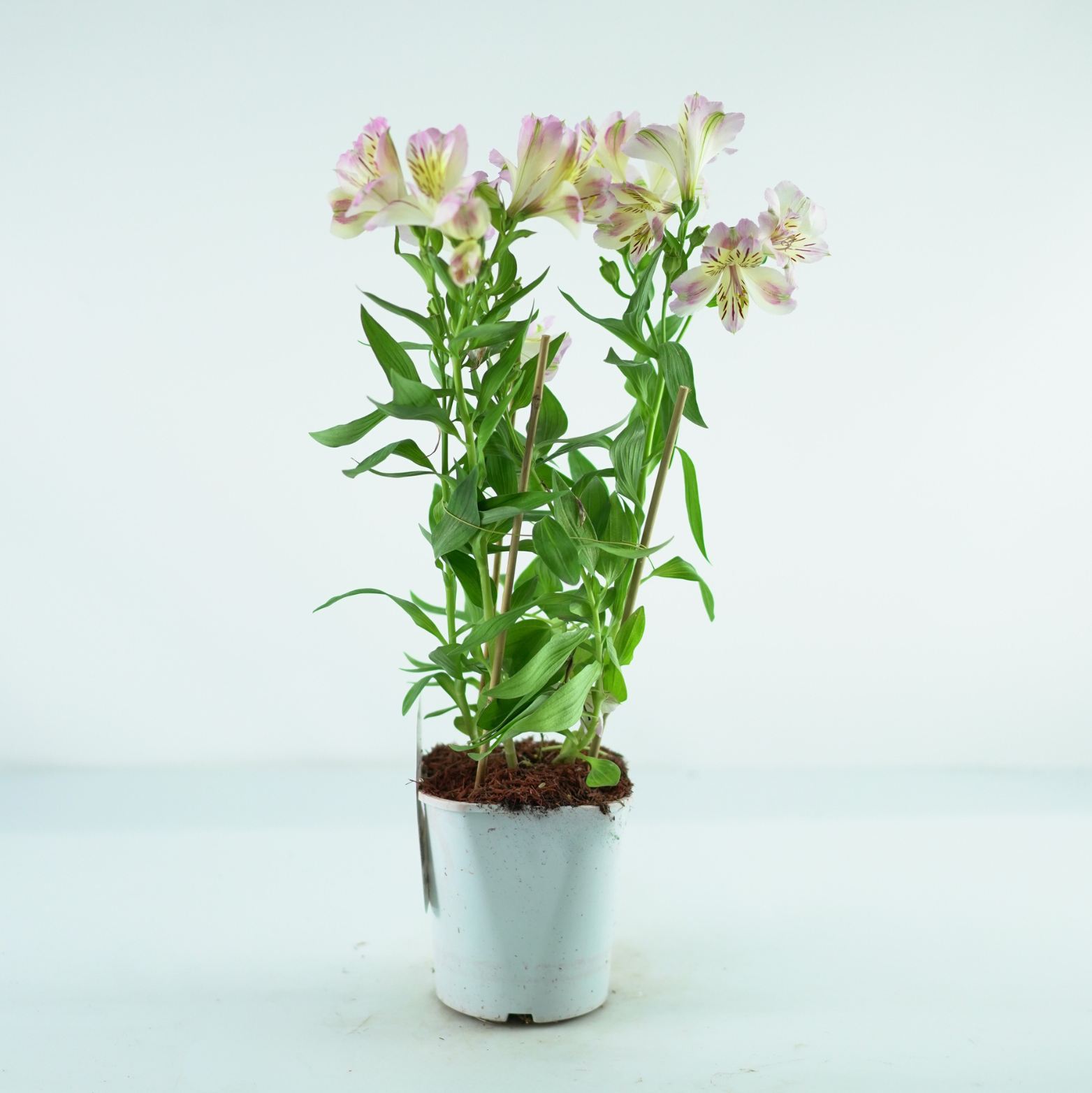 ALSTROEMERIA 'TIMES VALLEY' Alstremeria