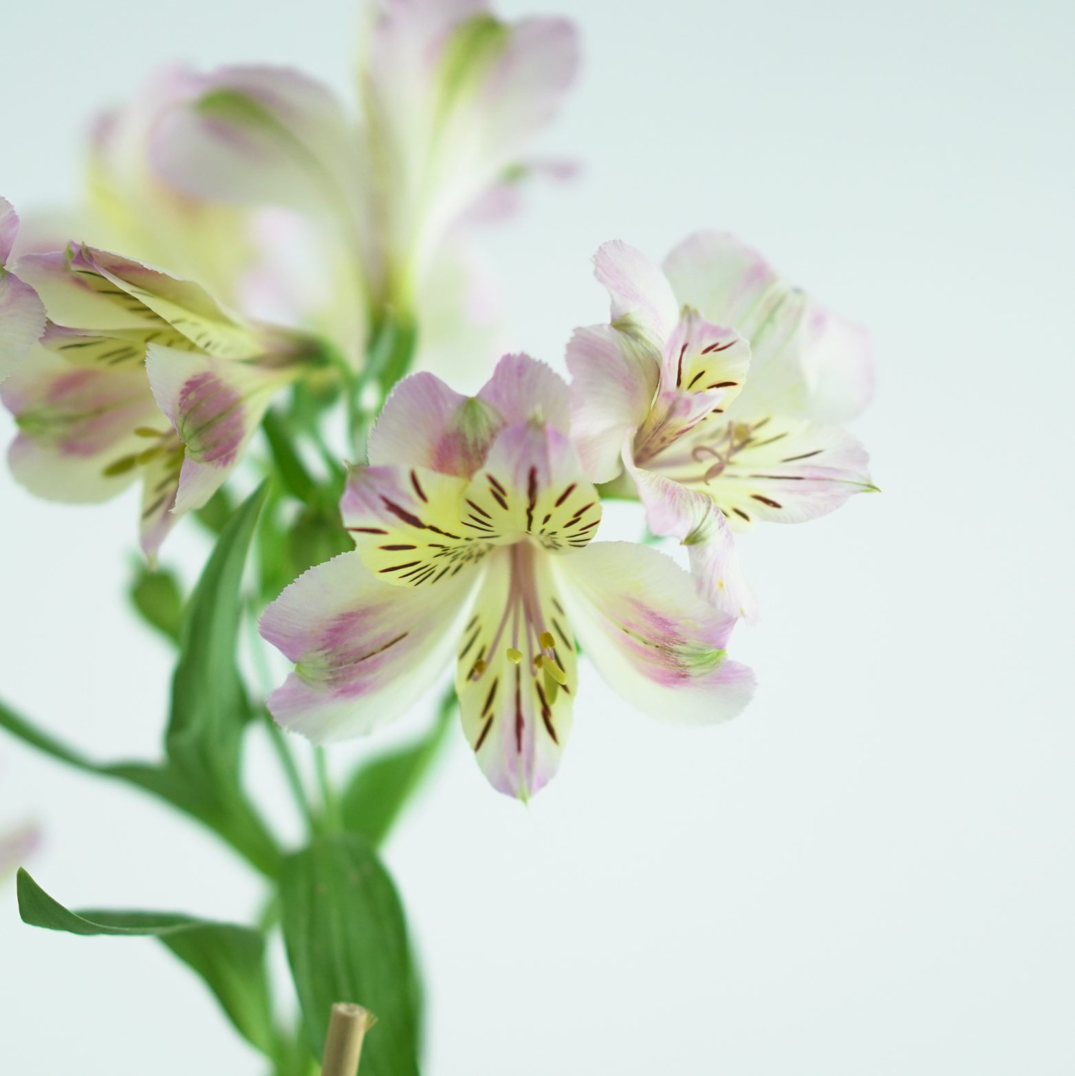 ALSTROEMERIA 'TIMES VALLEY' Alstremeria