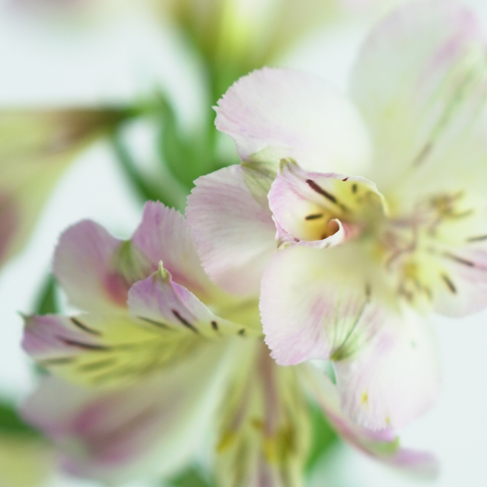 ALSTROEMERIA 'TIMES VALLEY' Alstremeria