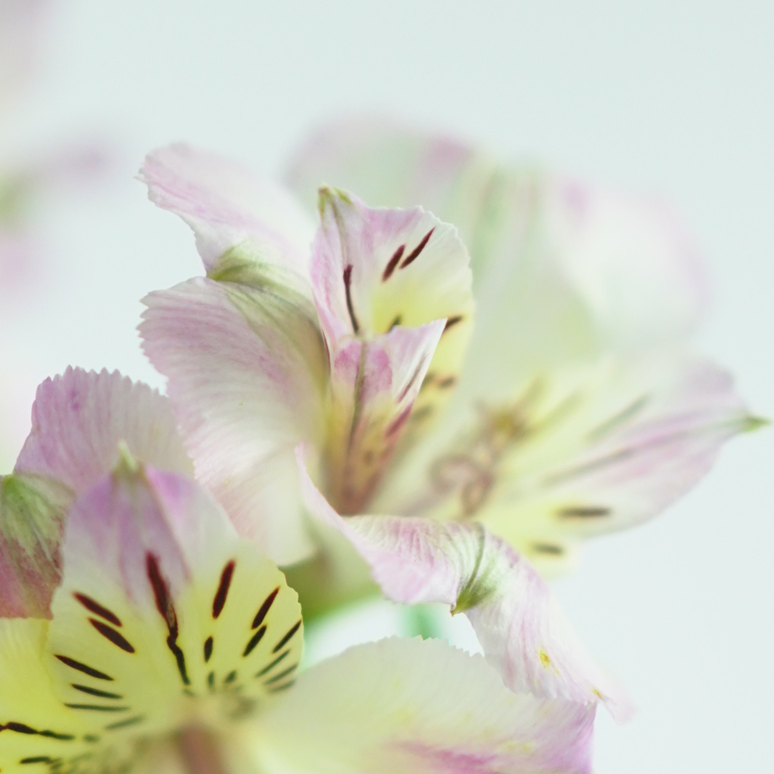 ALSTROEMERIA 'TIMES VALLEY' Alstremeria