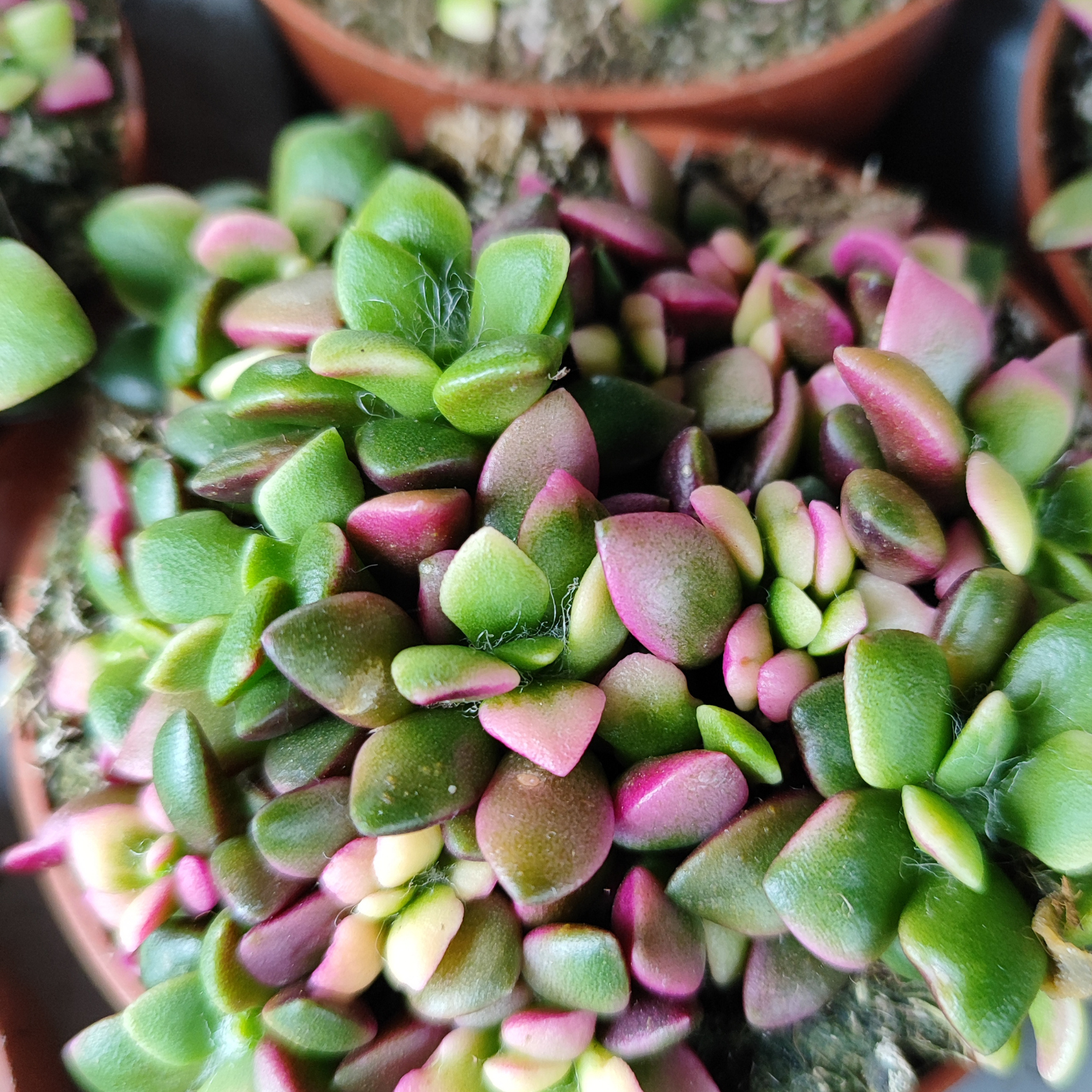 ANACAMPSEROS RUFESCENS SUNRISE