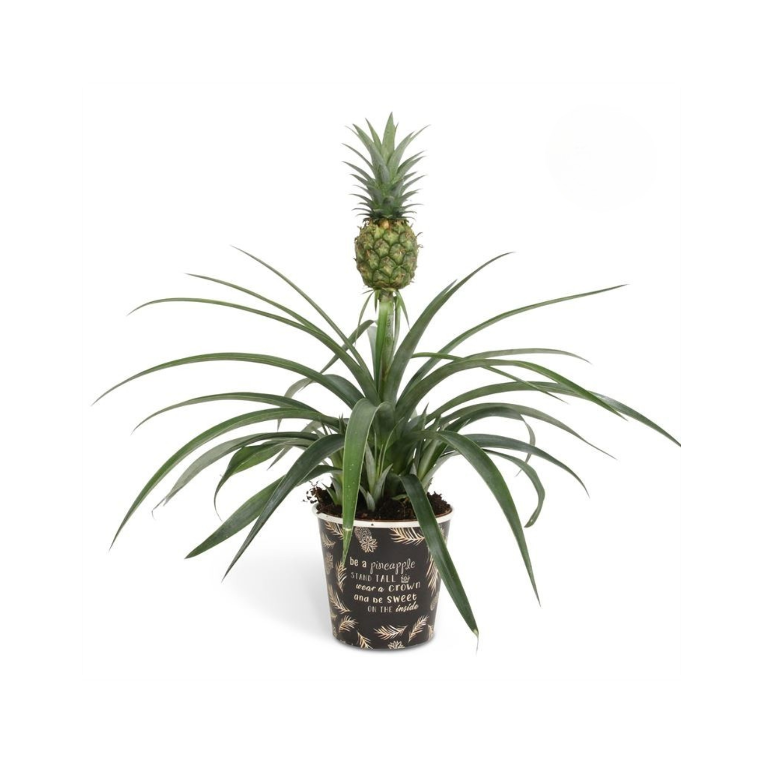 ANANAS CORONA Ananas