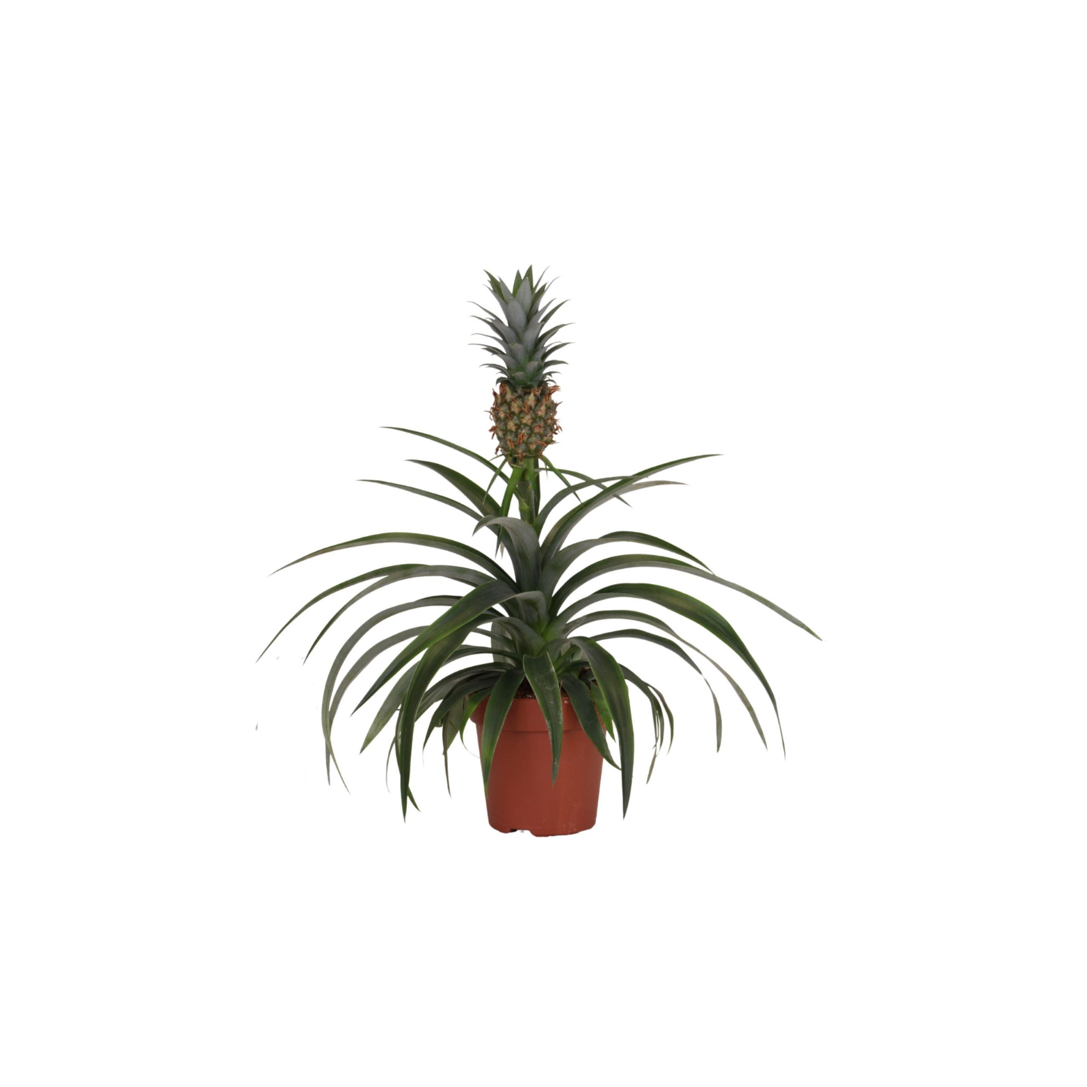 ANANAS 'MI AMIGO' Ananas