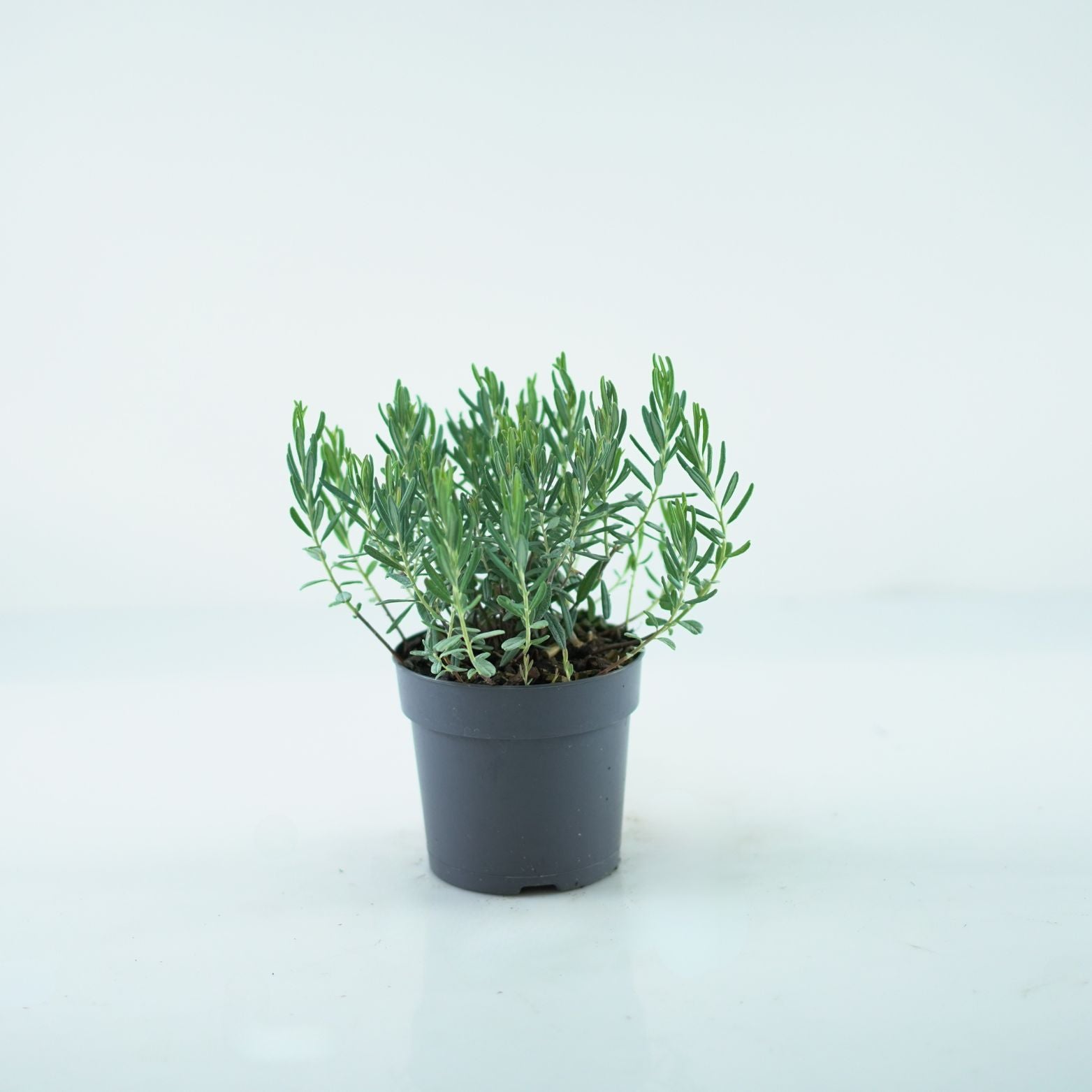 Andromedia polifolia Blue Ice