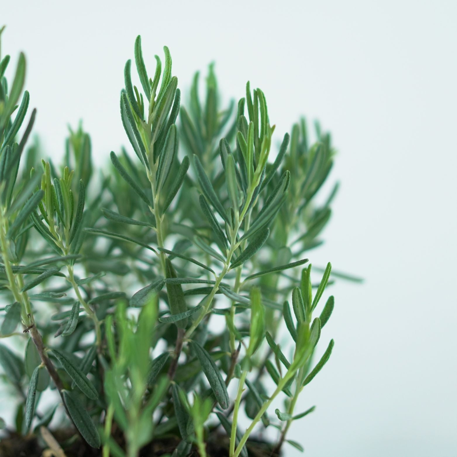 Andromedia polifolia Blue Ice