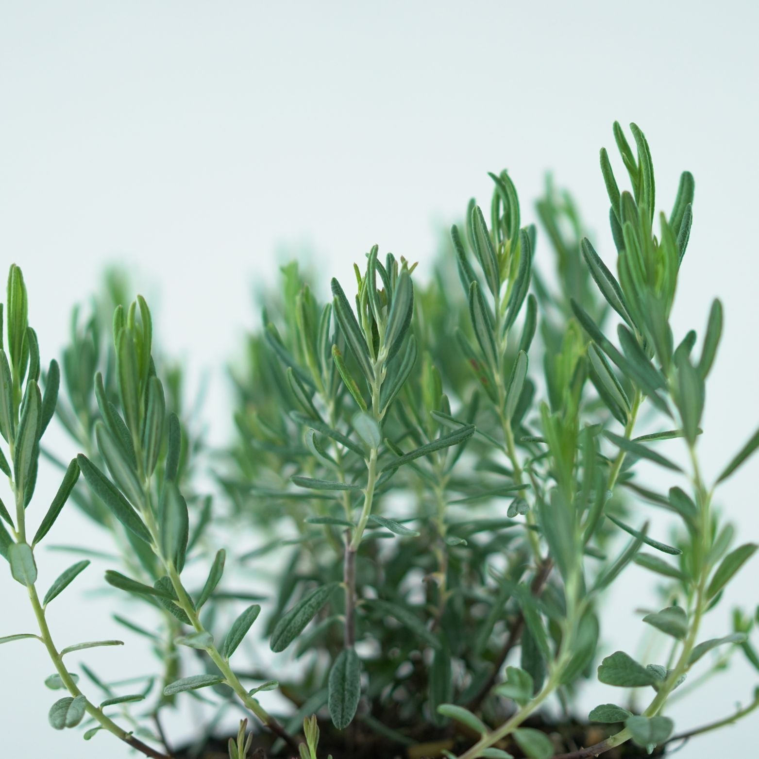 Andromedia polifolia Blue Ice