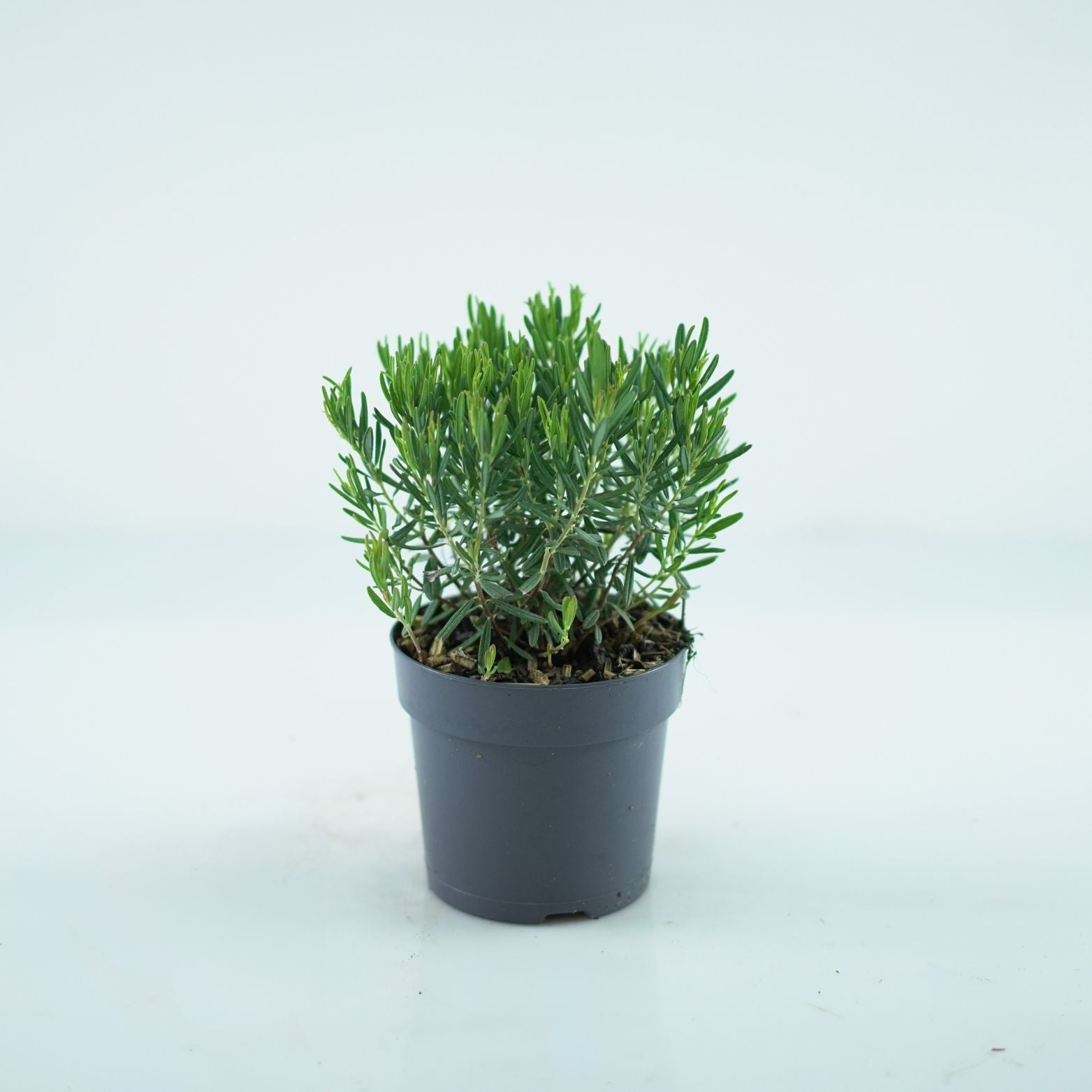 Andromedia polifolia compacta