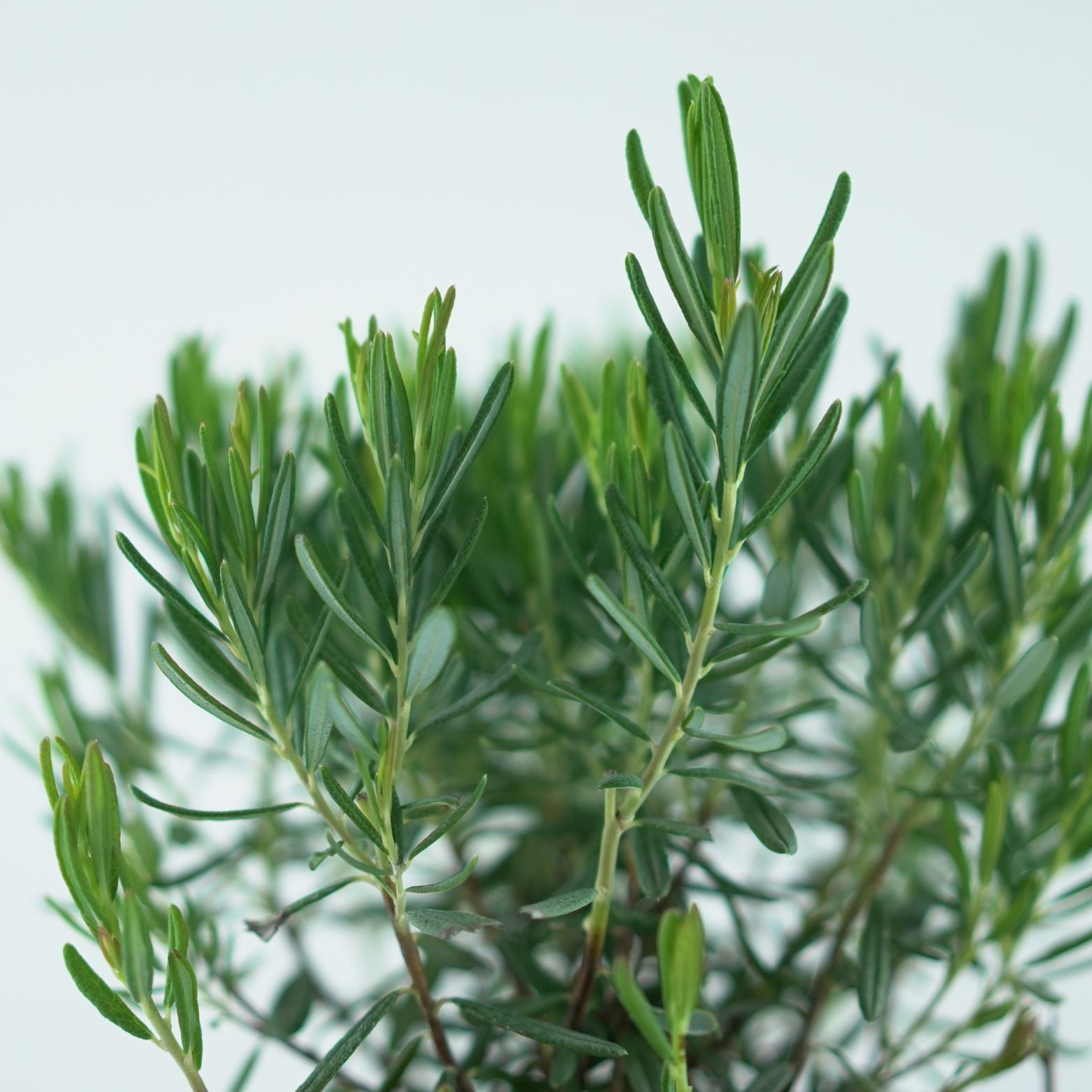 Andromedia polifolia compacta