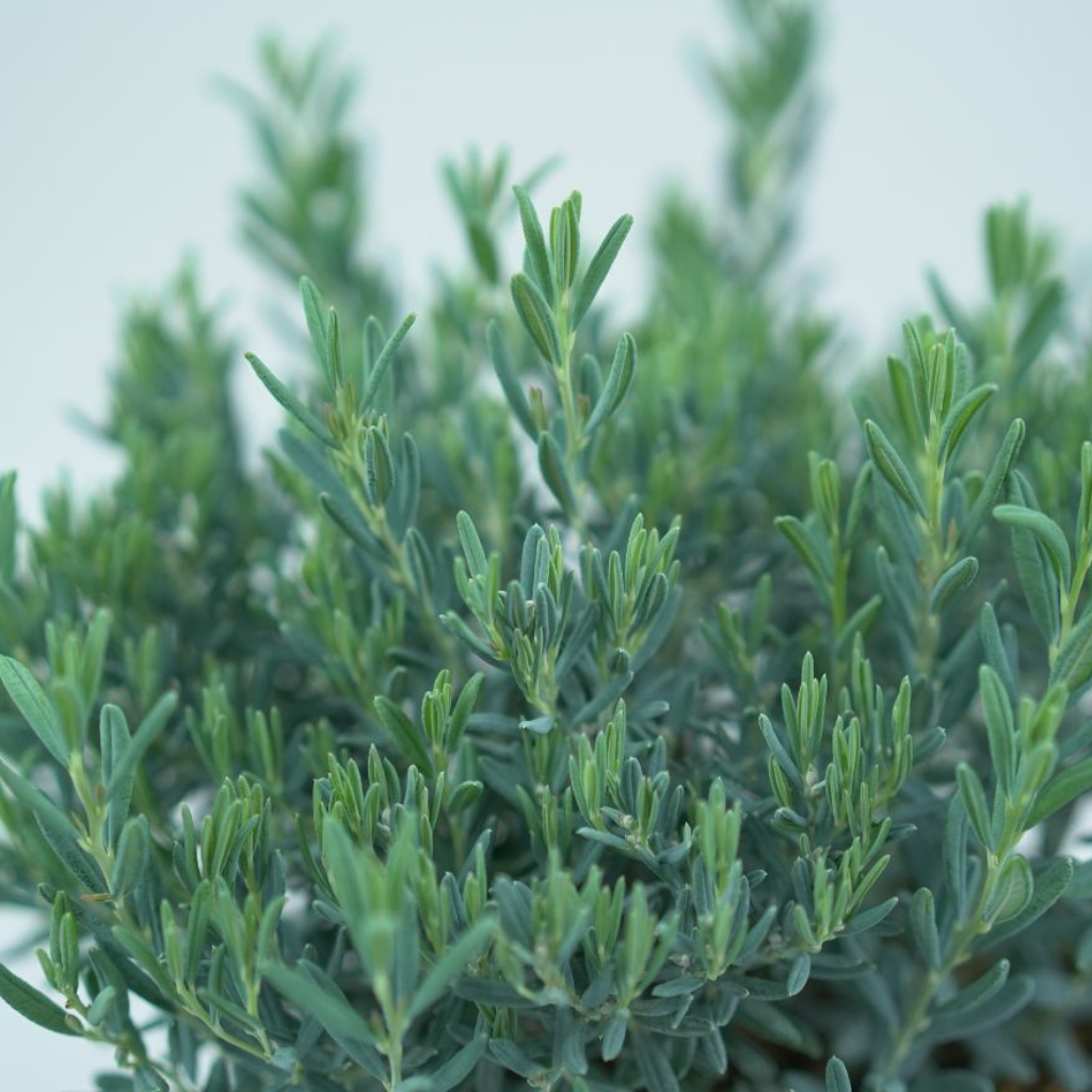 ANDROMEDA POLIFOLIA 'BLUE LAGOON' Modrzewnica pospolita