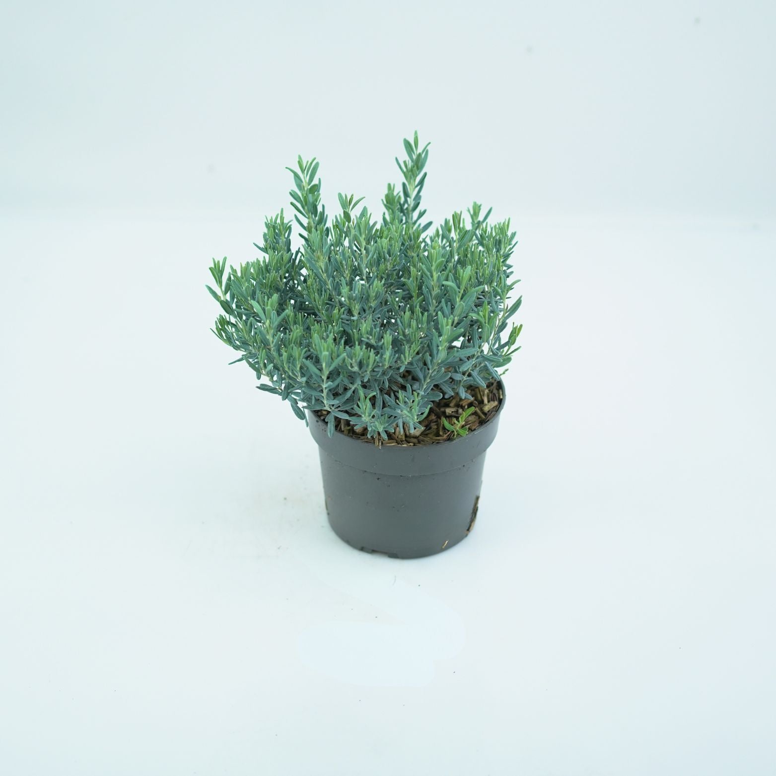 ANDROMEDA POLIFOLIA 'BLUE LAGOON' Modrzewnica pospolita