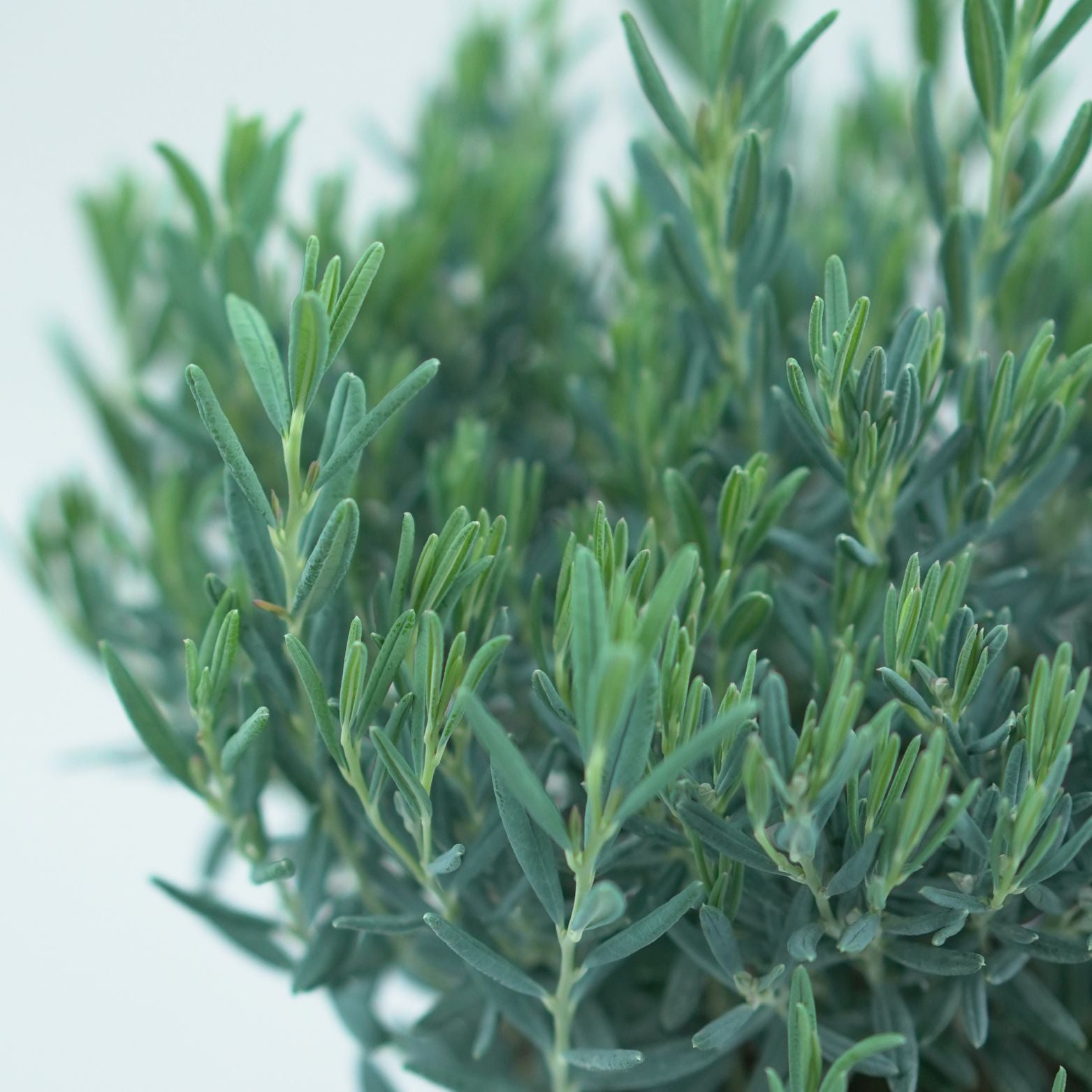 ANDROMEDA POLIFOLIA 'BLUE LAGOON' Modrzewnica pospolita 