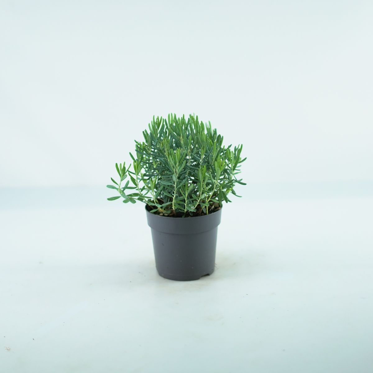 ANDROMEDA POLIFOLIA 'Blue Ice' Modrzewnica pospolita