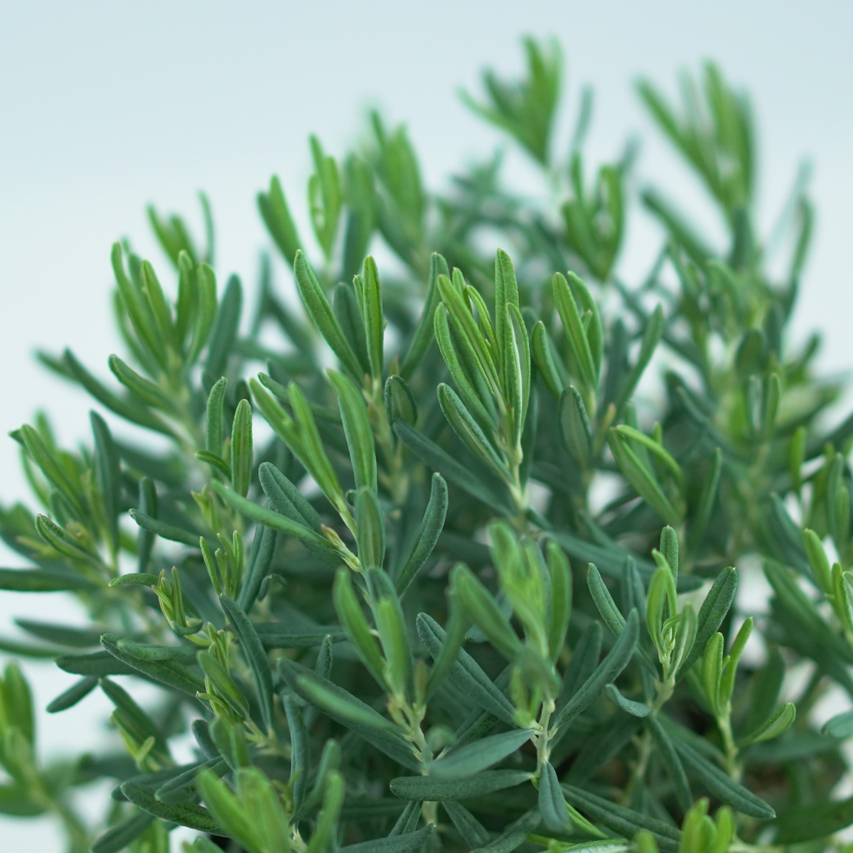 ANDROMEDA POLIFOLIA 'Blue Ice' Modrzewnica pospolita
