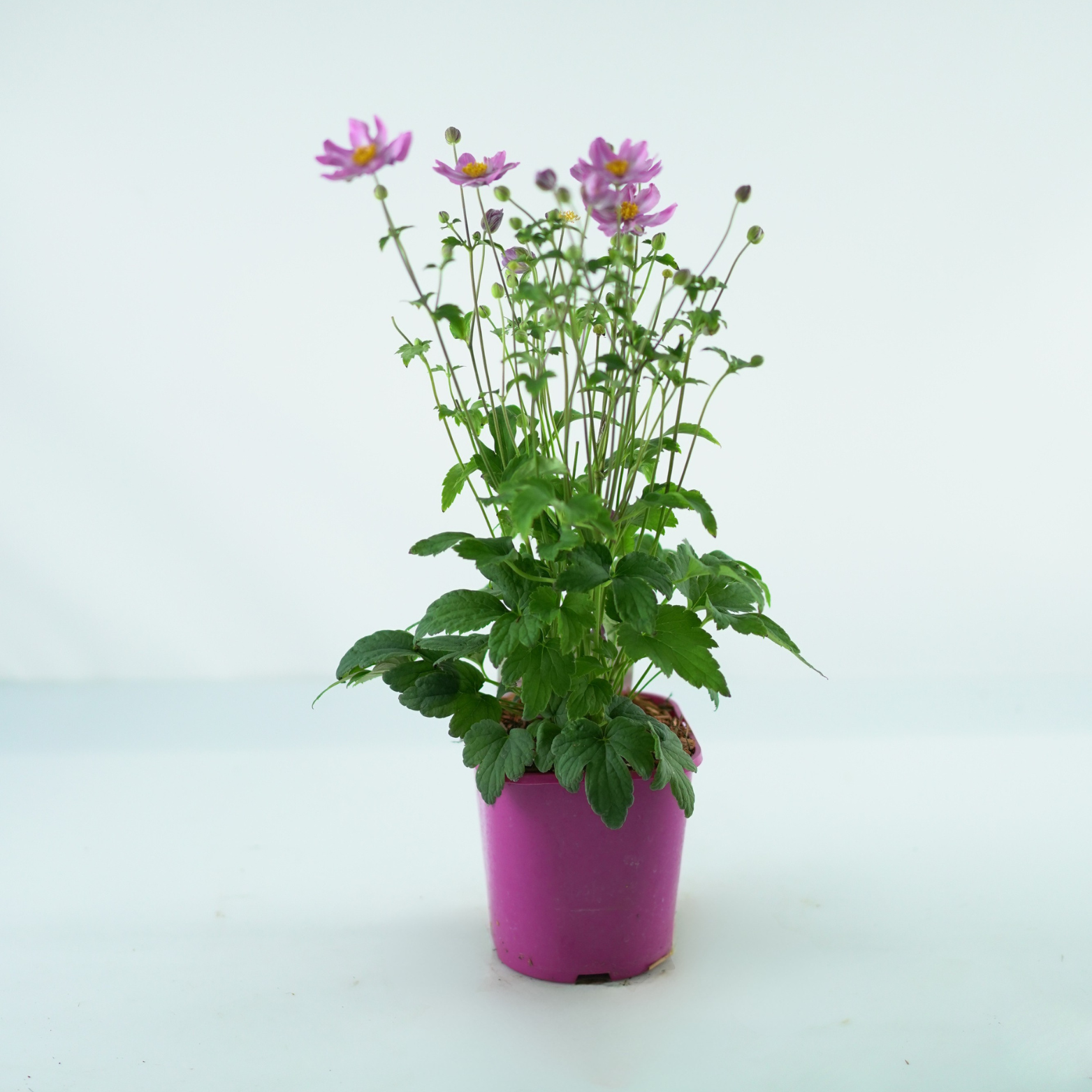 ANEMONE 'Little Breeze Pink' Zawilec