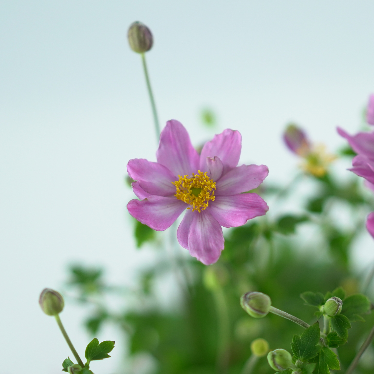 ANEMONE 'Little Breeze Pink' Zawilec