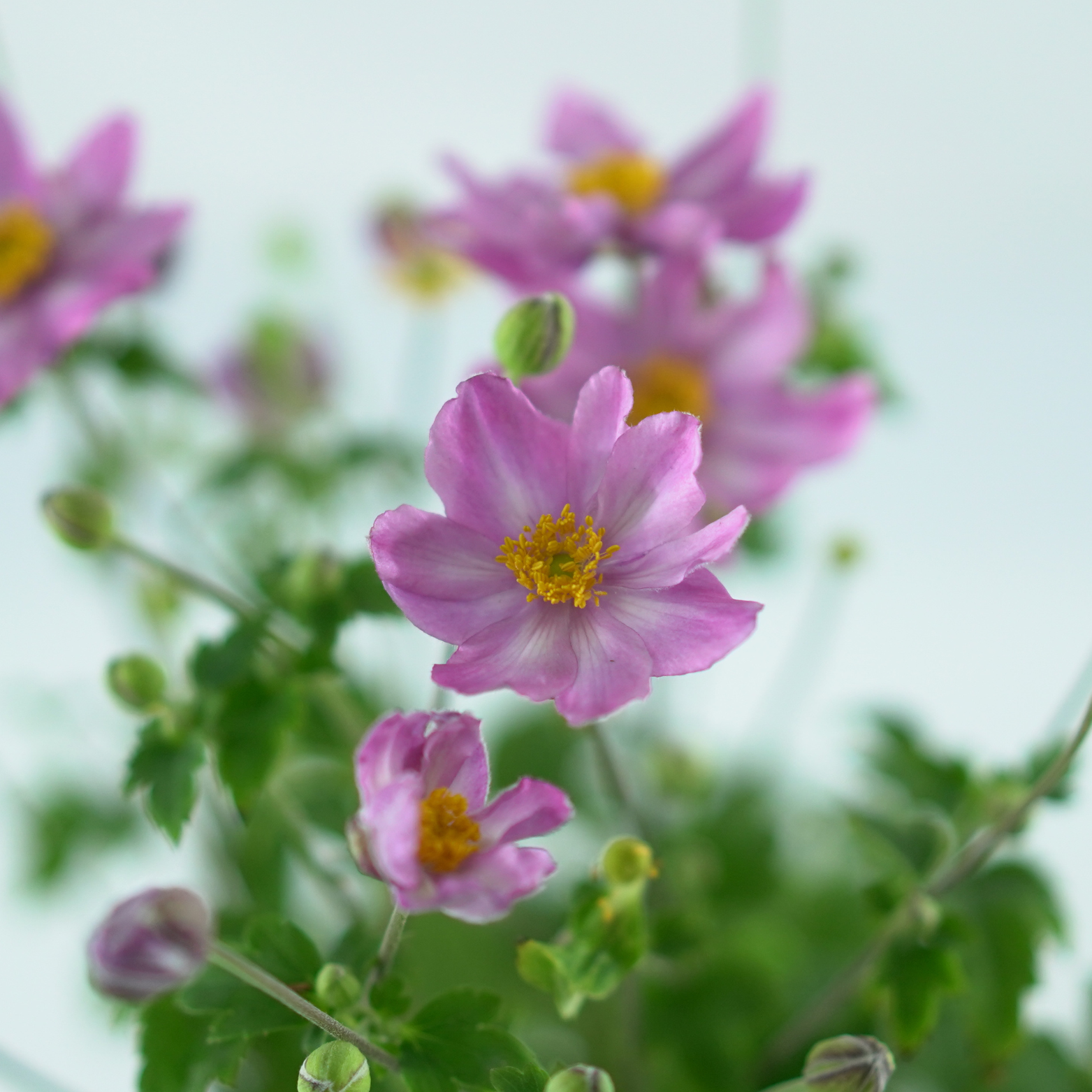 ANEMONE 'Little Breeze Pink' Zawilec