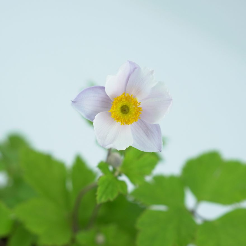 ANEMONE 'RUFFLED SWAN' Zawilec