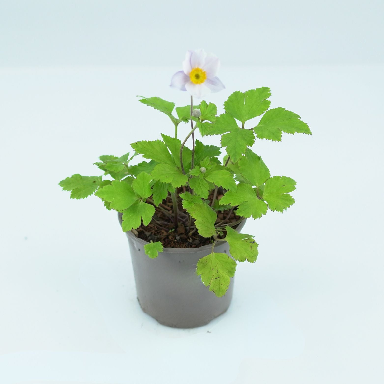 ANEMONE 'RUFFLED SWAN' Zawilec