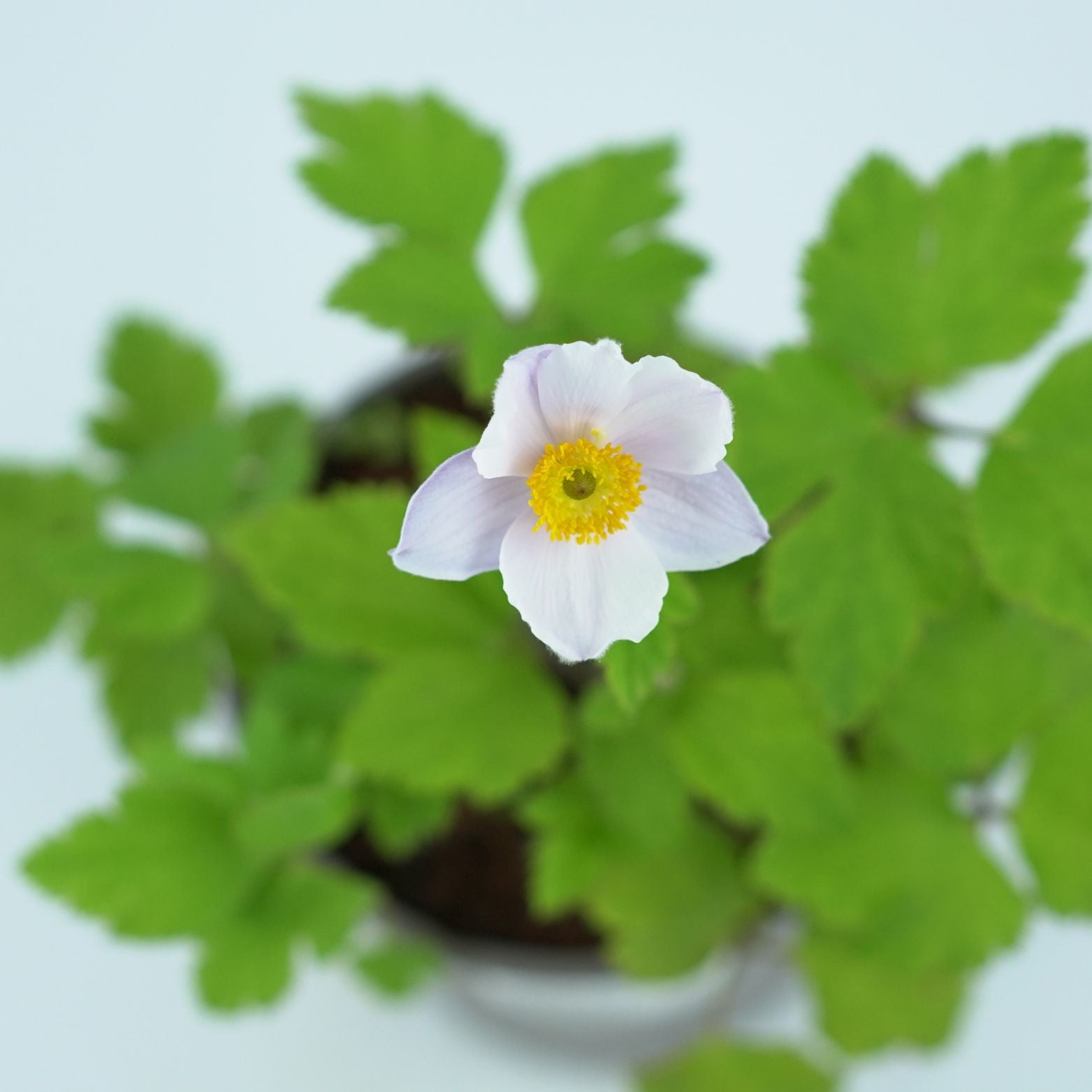 ANEMONE 'RUFFLED SWAN' Zawilec