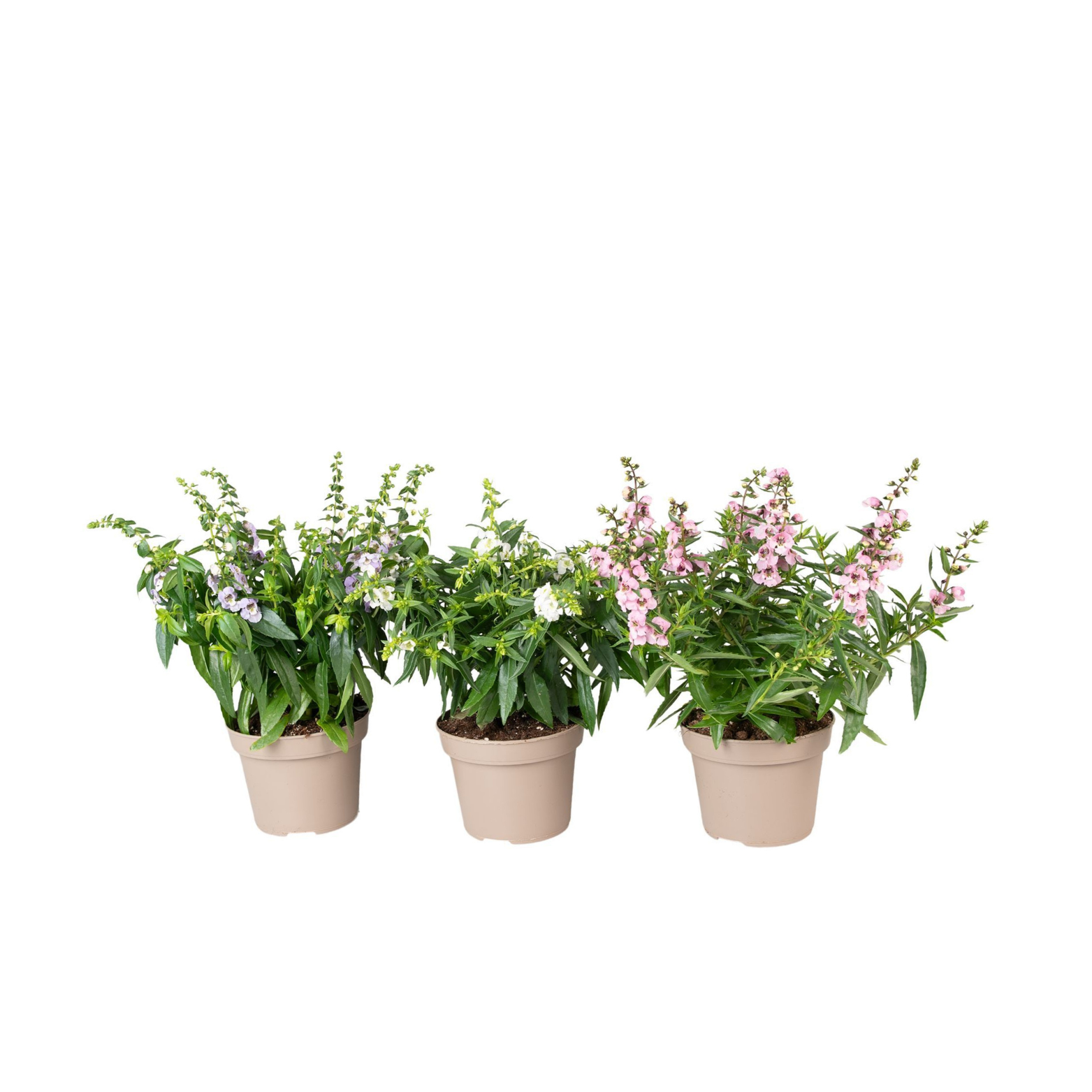 ANGELONIA ANGELMIST Angelonia