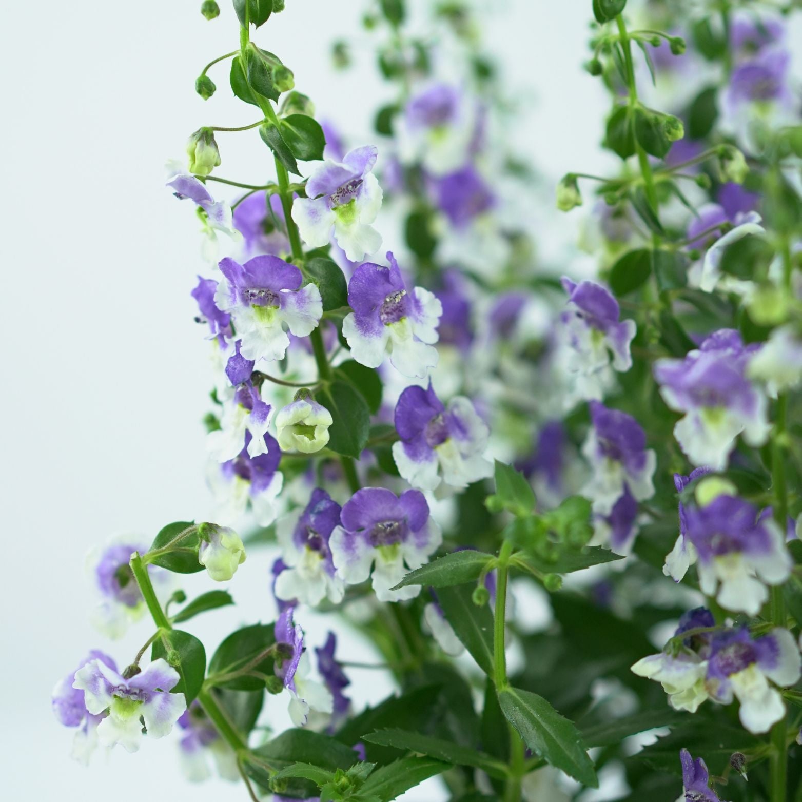 ANGELONIA ANGELMIST Angelonia