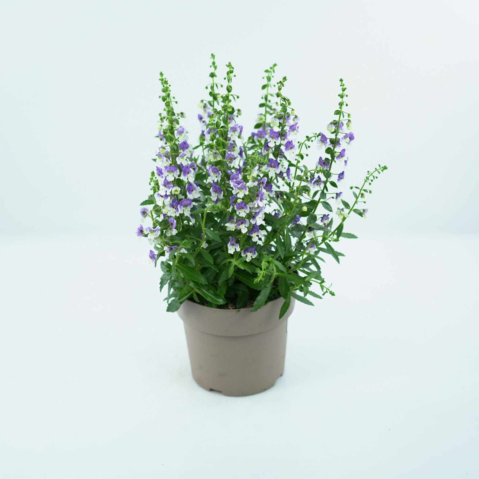 ANGELONIA ANGELMIST Angelonia