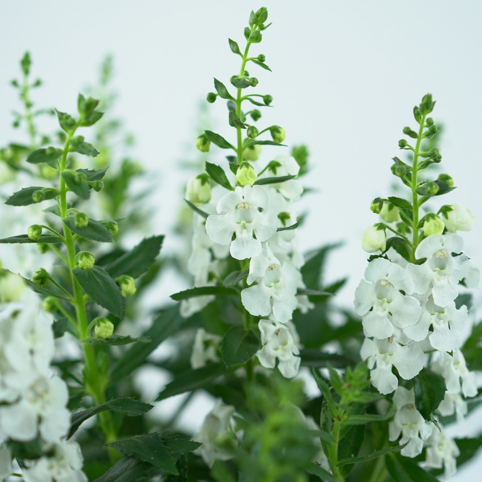 ANGELONIA ANGELMIST Angelonia