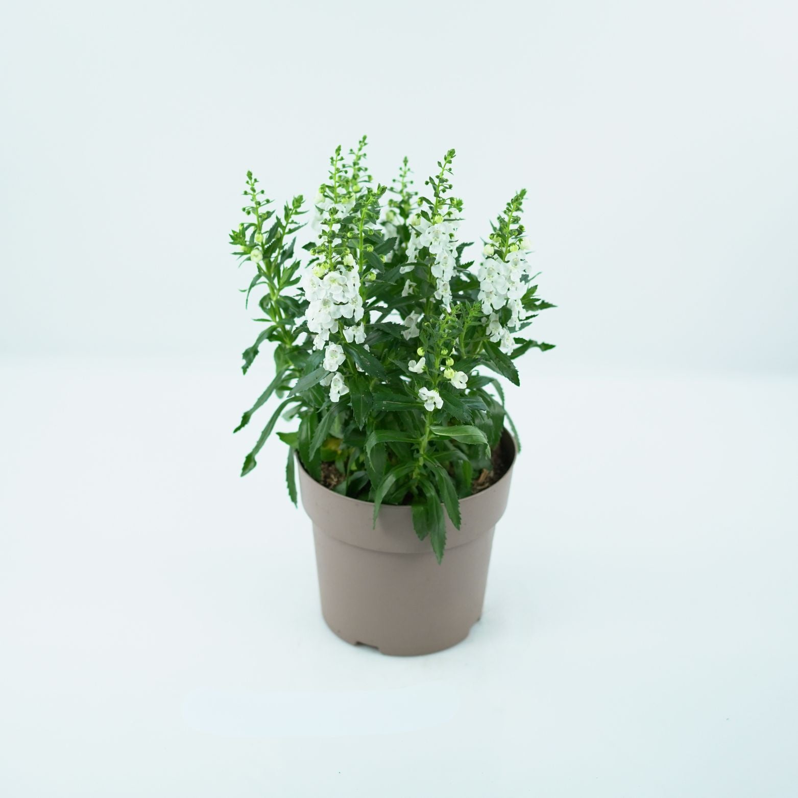 ANGELONIA ANGELMIST Angelonia