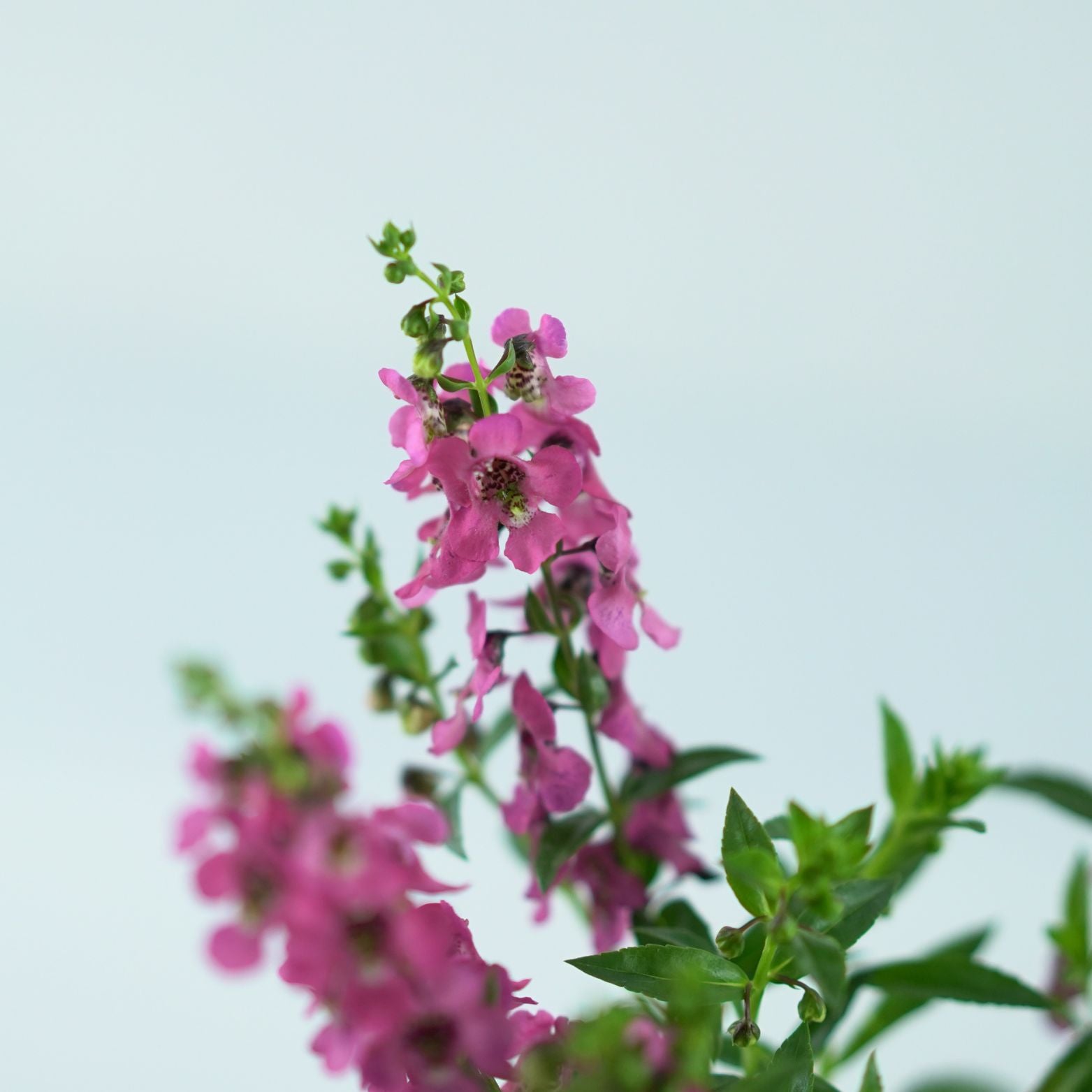 ANGELONIA ANGELMIST Angelonia