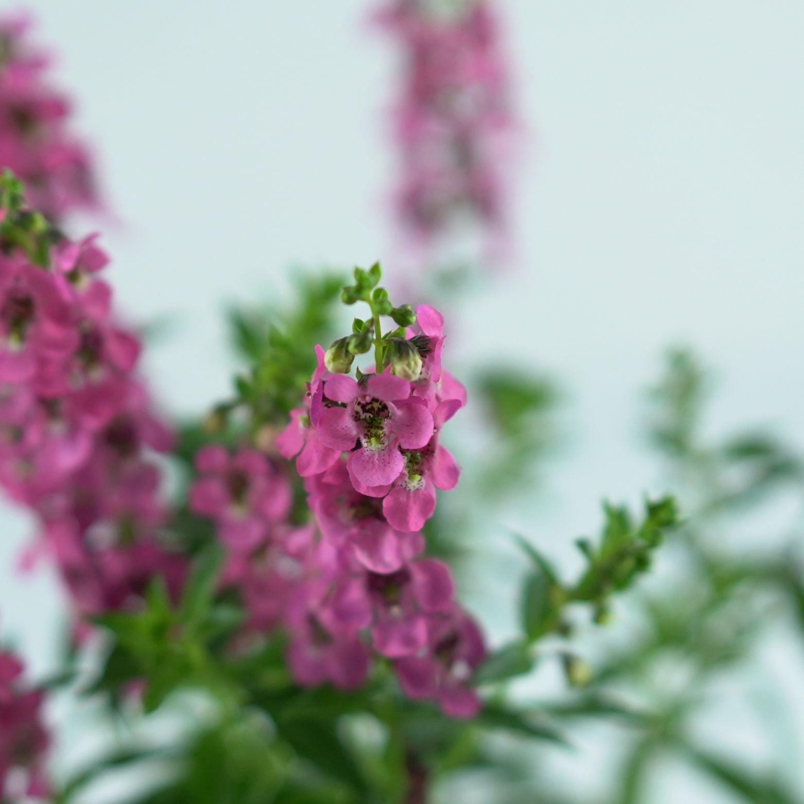 ANGELONIA ANGELMIST Angelonia