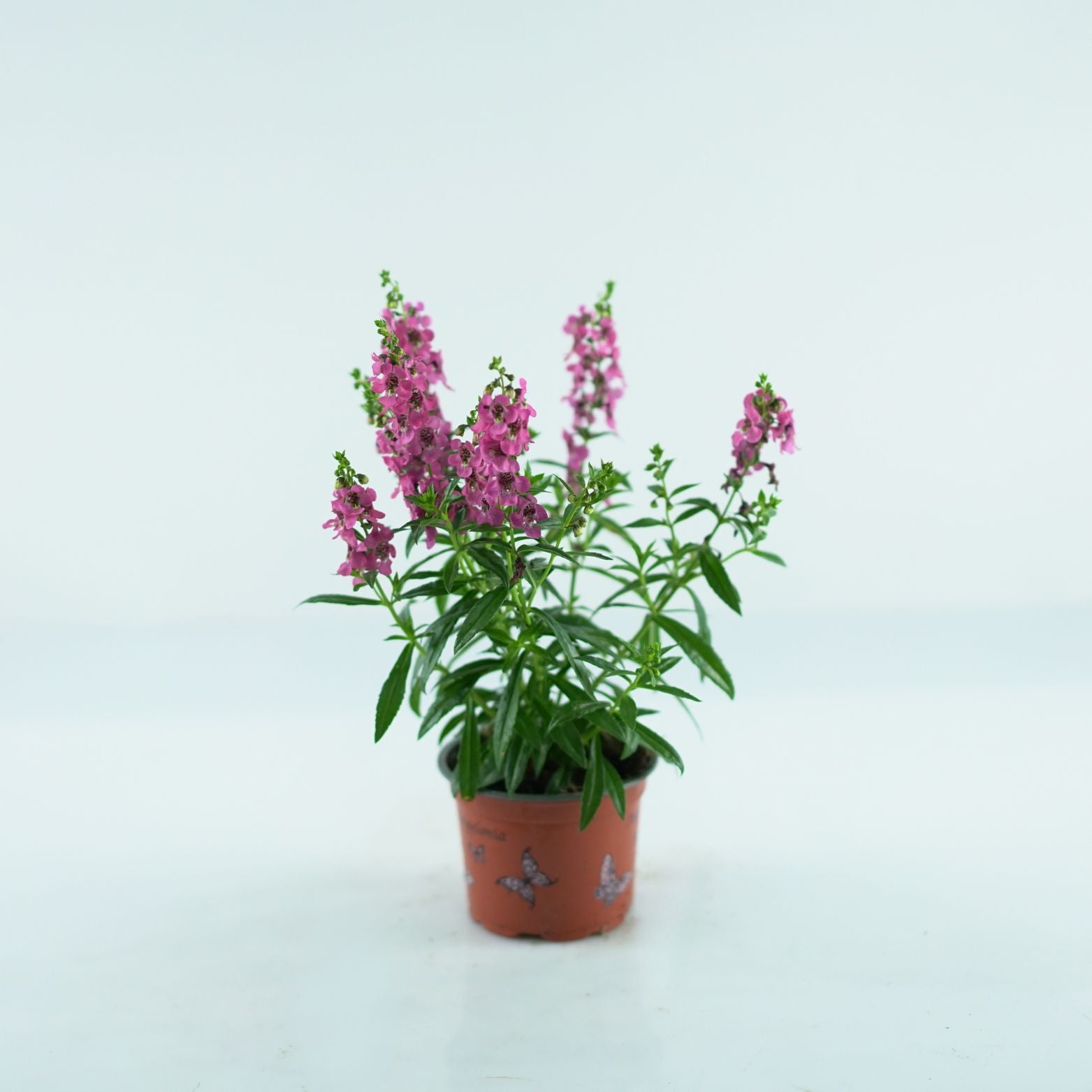 ANGELONIA ANGELMIST Angelonia