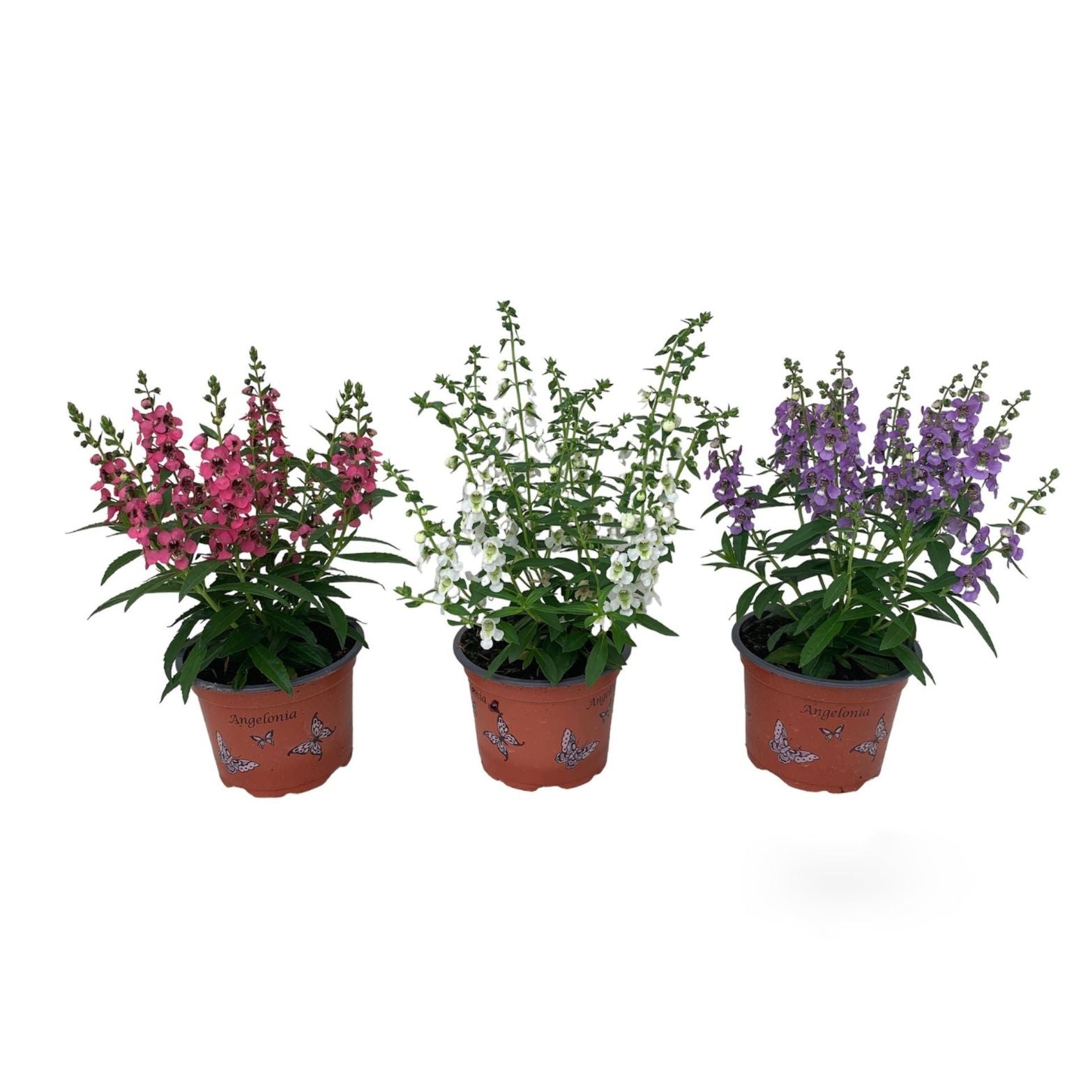 ANGELONIA ANGELMIST Angelonia