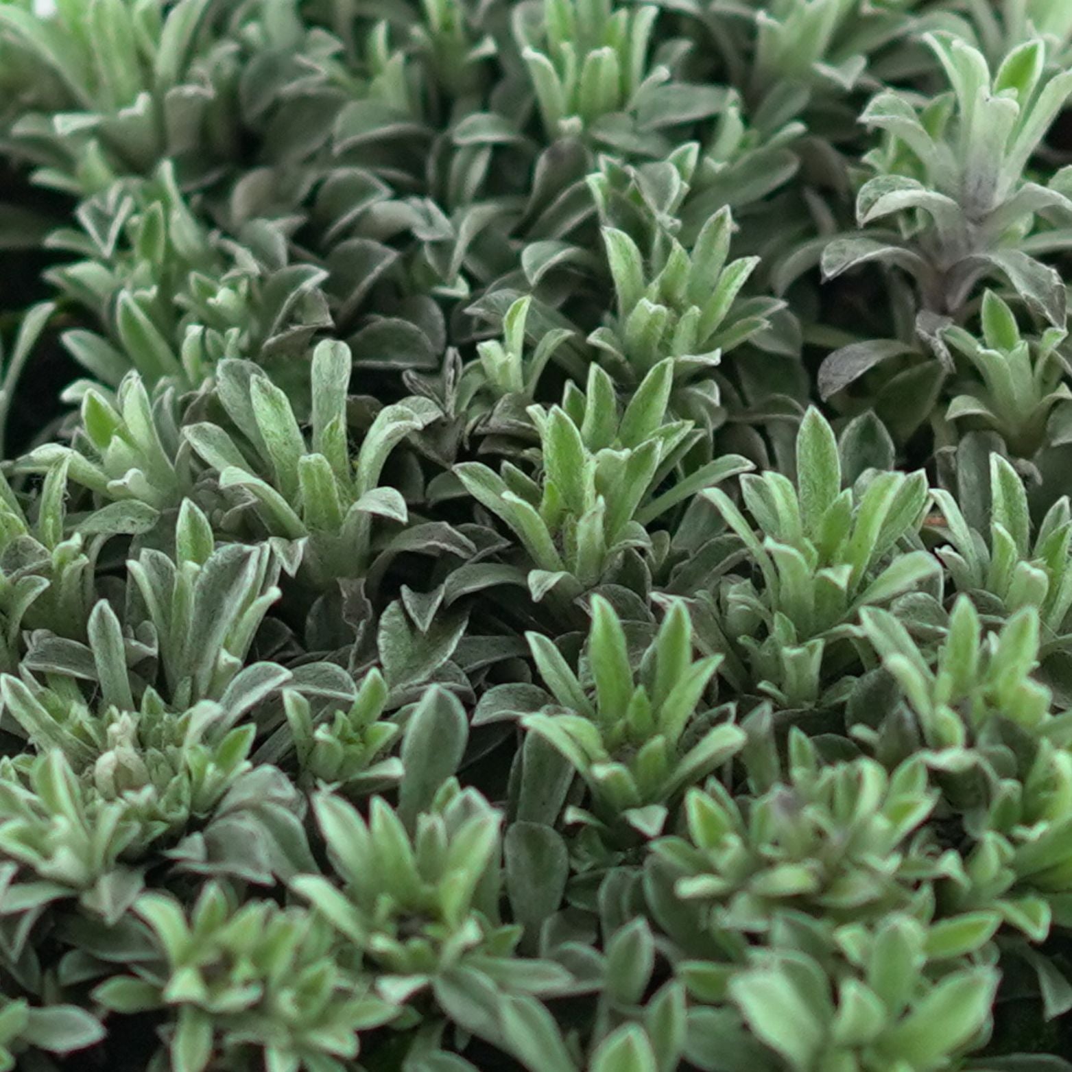 ANTENNARIA DIOICA Ukwap dwupienny