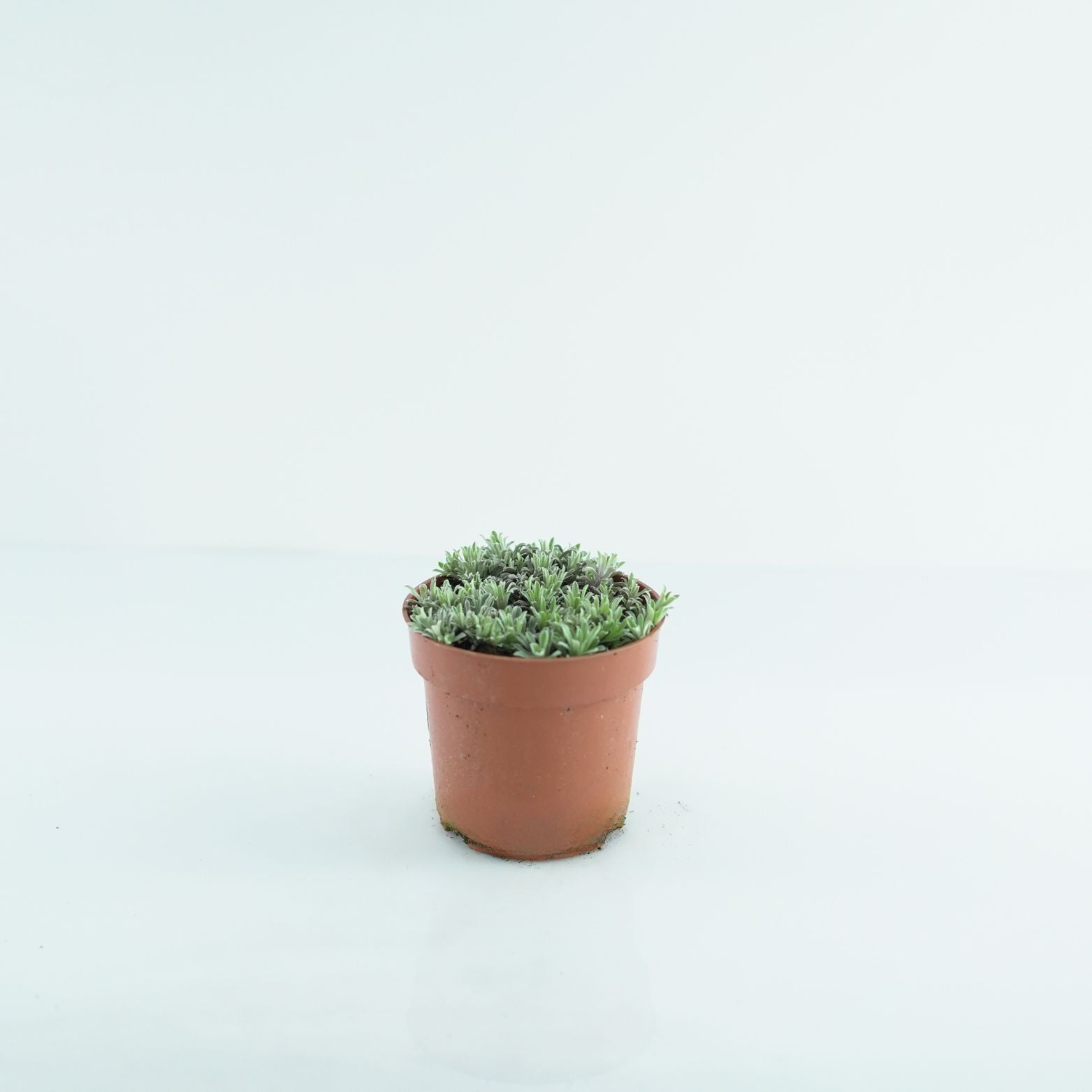 ANTENNARIA DIOICA Ukwap dwupienny