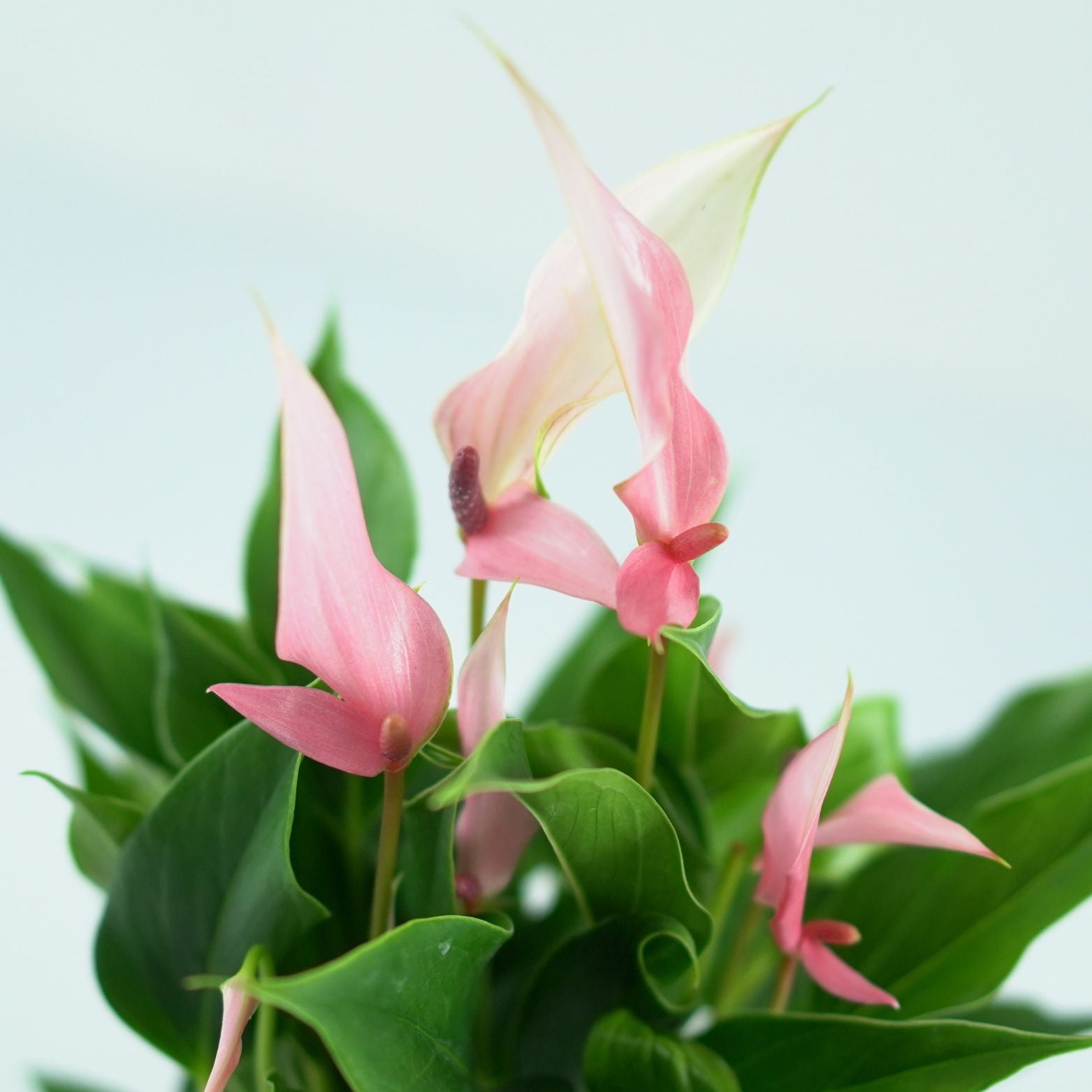 ANTHURIUM Lili Anturium