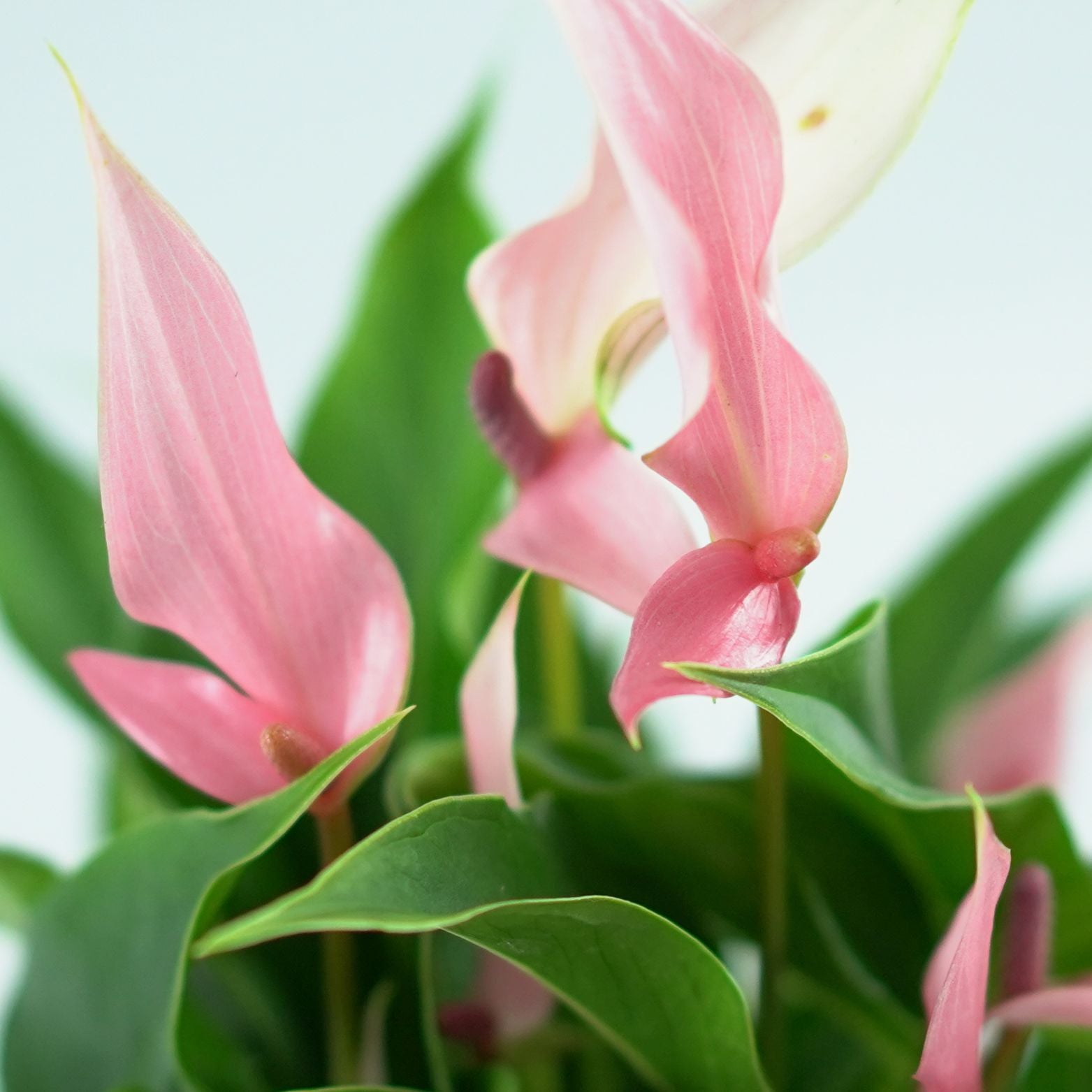 ANTHURIUM 'Lilli' Anturium